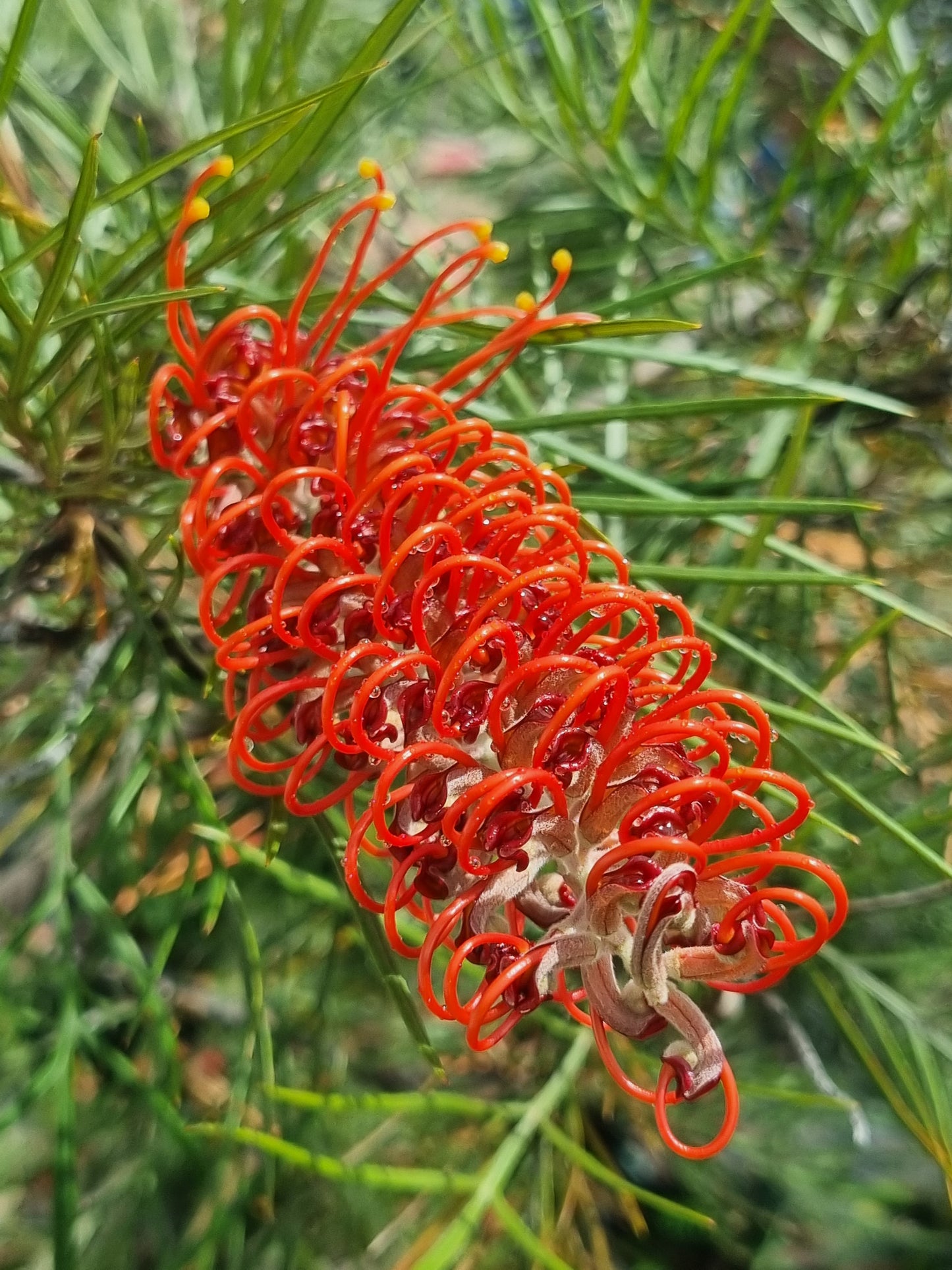 Grevillea Blood Orange flower