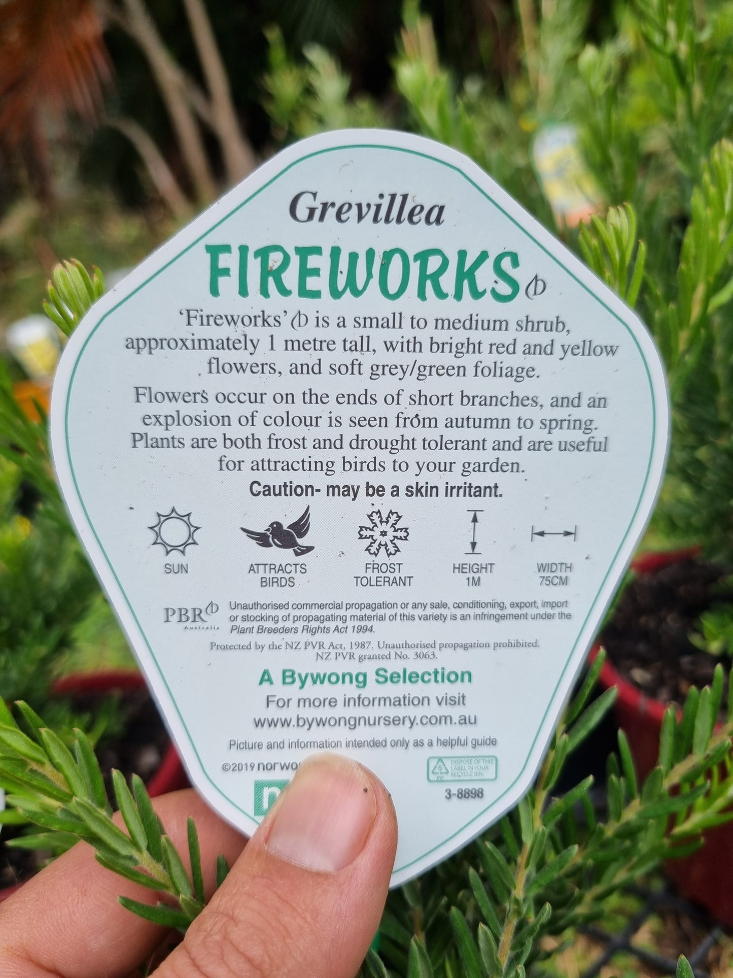 Grevillea 'Fireworks'