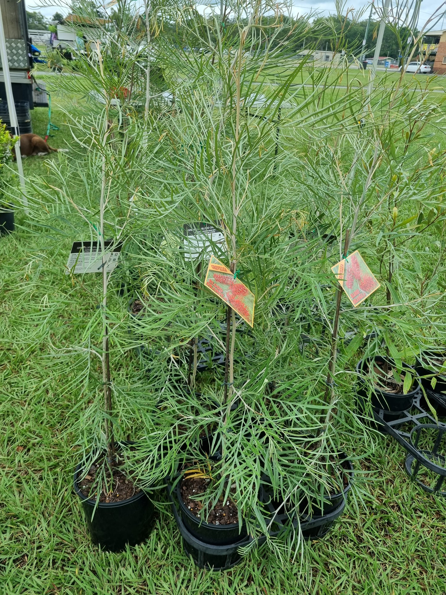 Grevillea Blood Orange 200mm