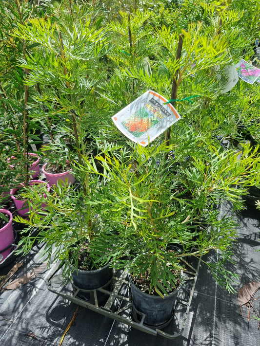 Grevillea ned kelly in a 140mm pot