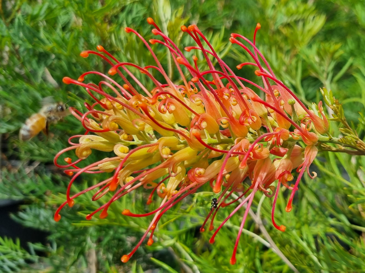 Grevillea Ned Kelly flower