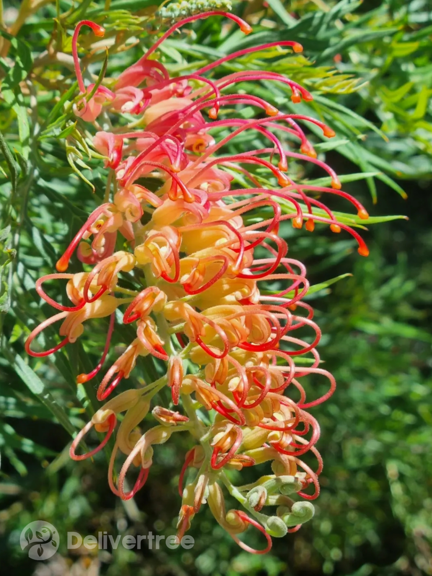 Grevillea Ned Kelly flower