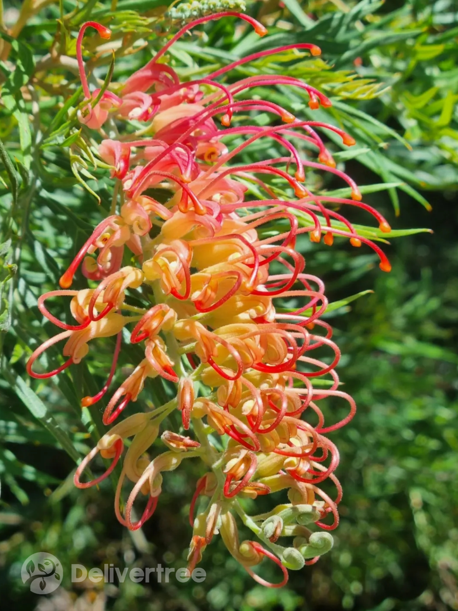 Grevillea Ned Kelly flower