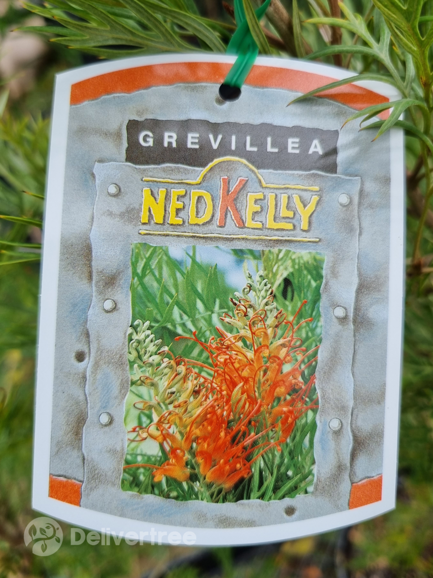 Grevillea ‘Ned Kelly’