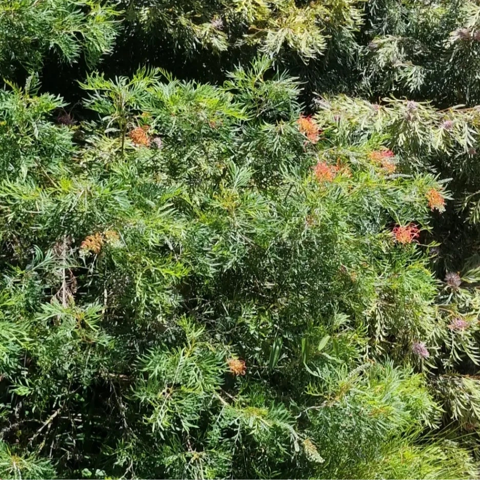 Grevillea ned kelly in sunshine coast