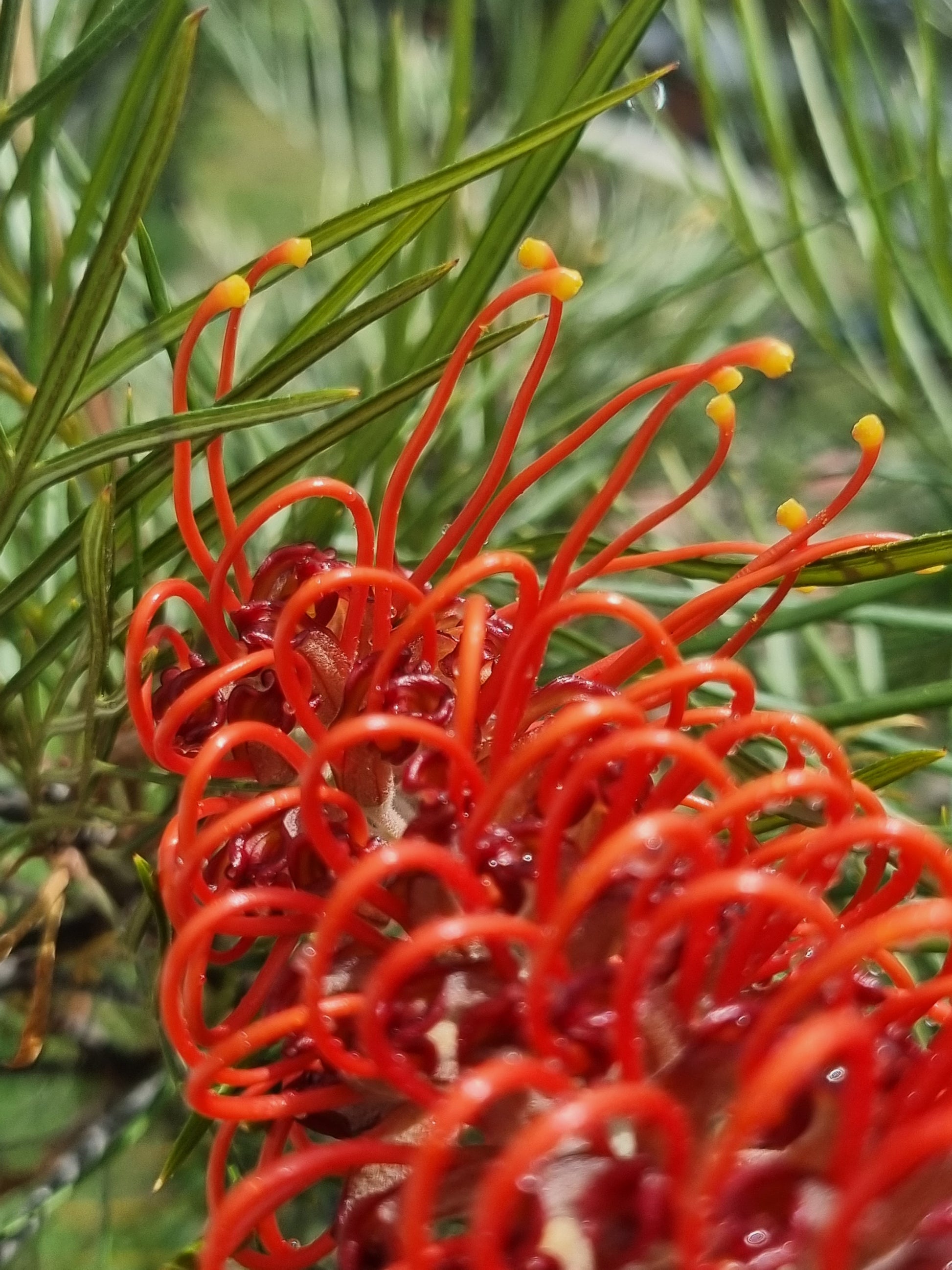 Close up Grevillea blood orange