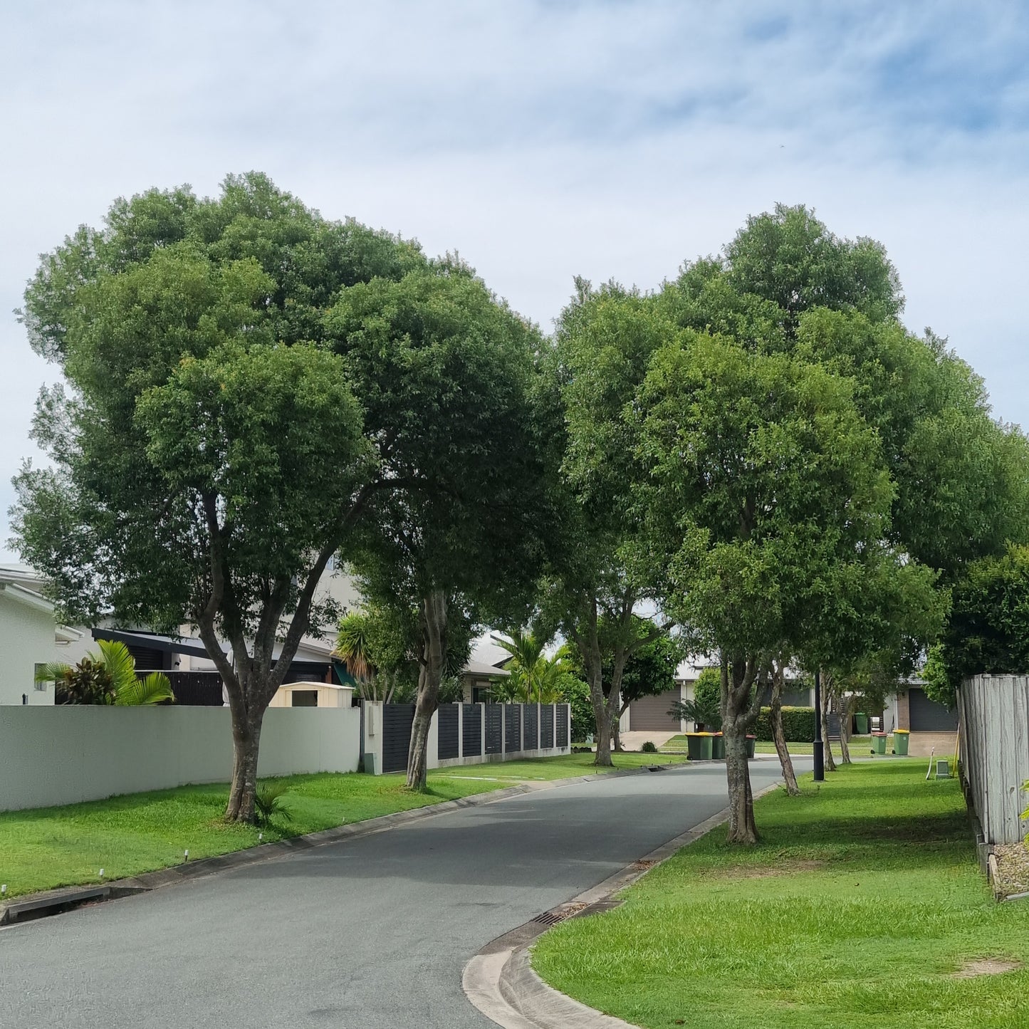 Row of Hard Quandong street trees sunshine coast