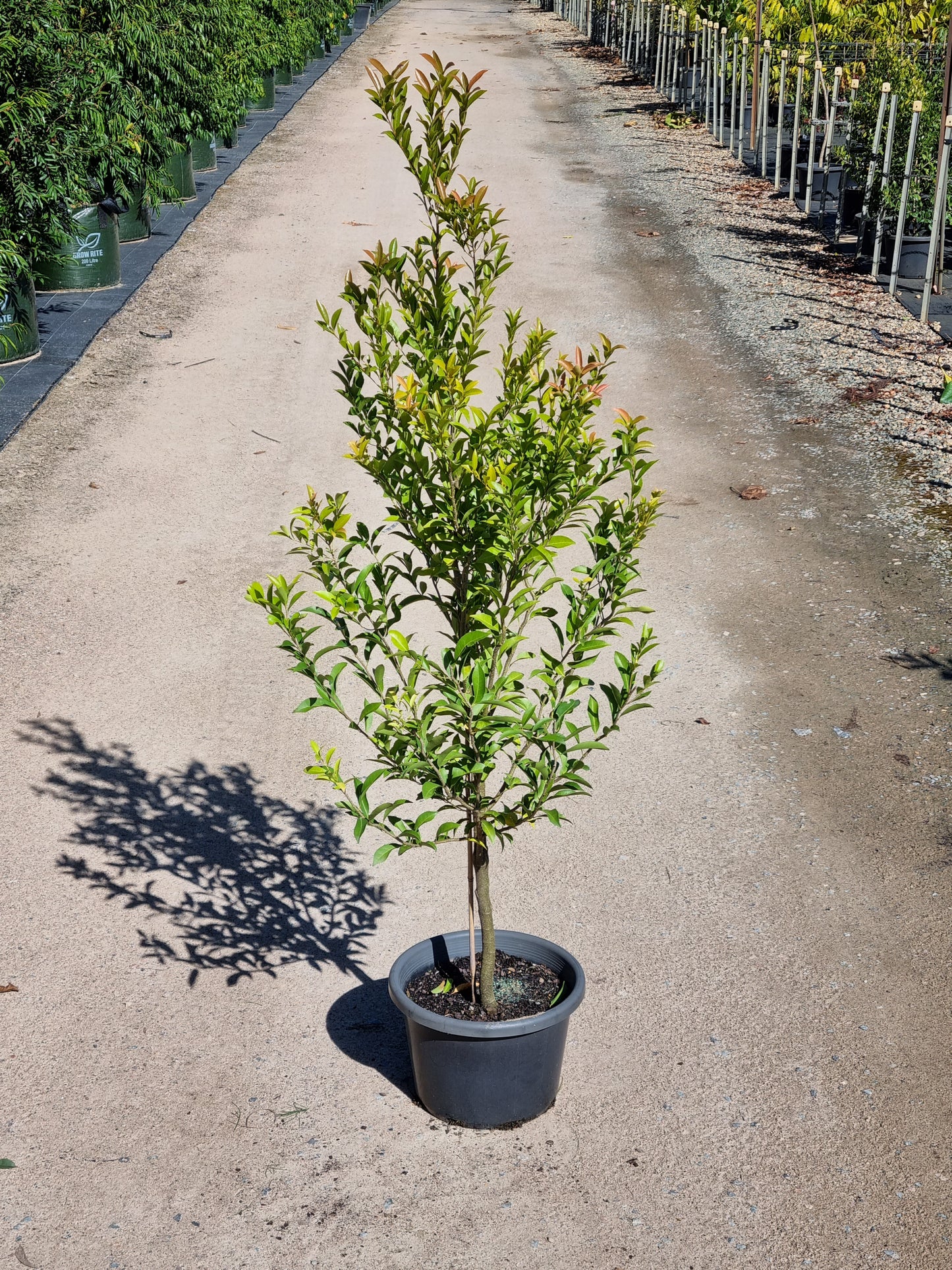 Hard Quandong - Elaeocarpus obovatus - 25L pot