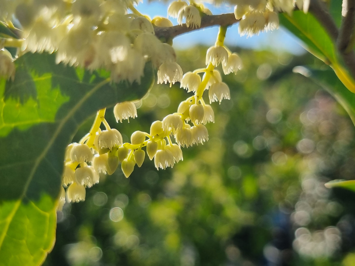 Hard Quandong flowers - Elaeocarpus obovatus flowers