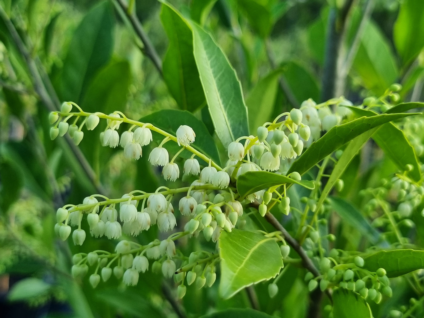 Hard Quandong flowers - Elaeocarpus obovatus flowers