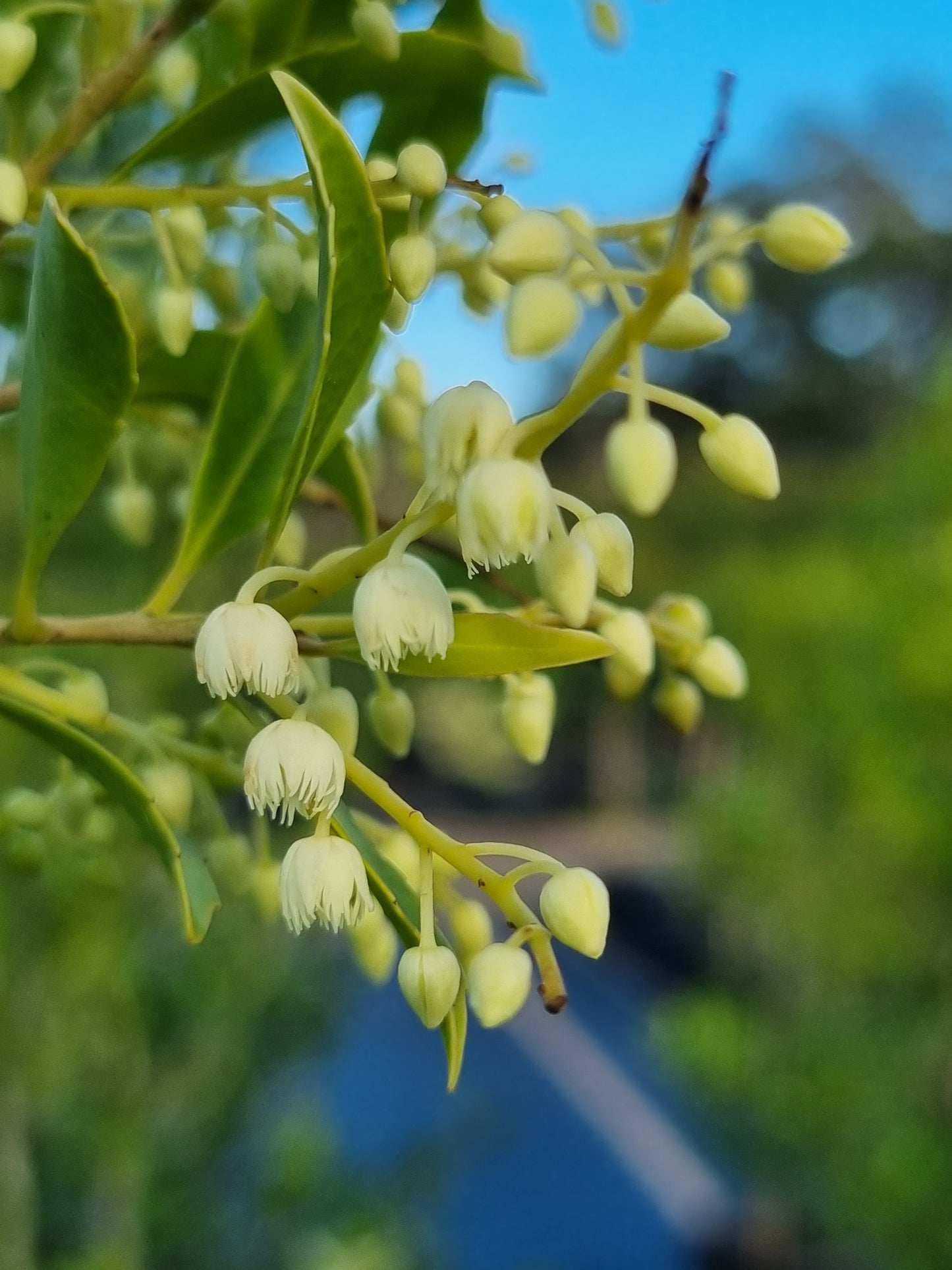 Hard Quandong - Elaeocarpus obovatus - Delivertree