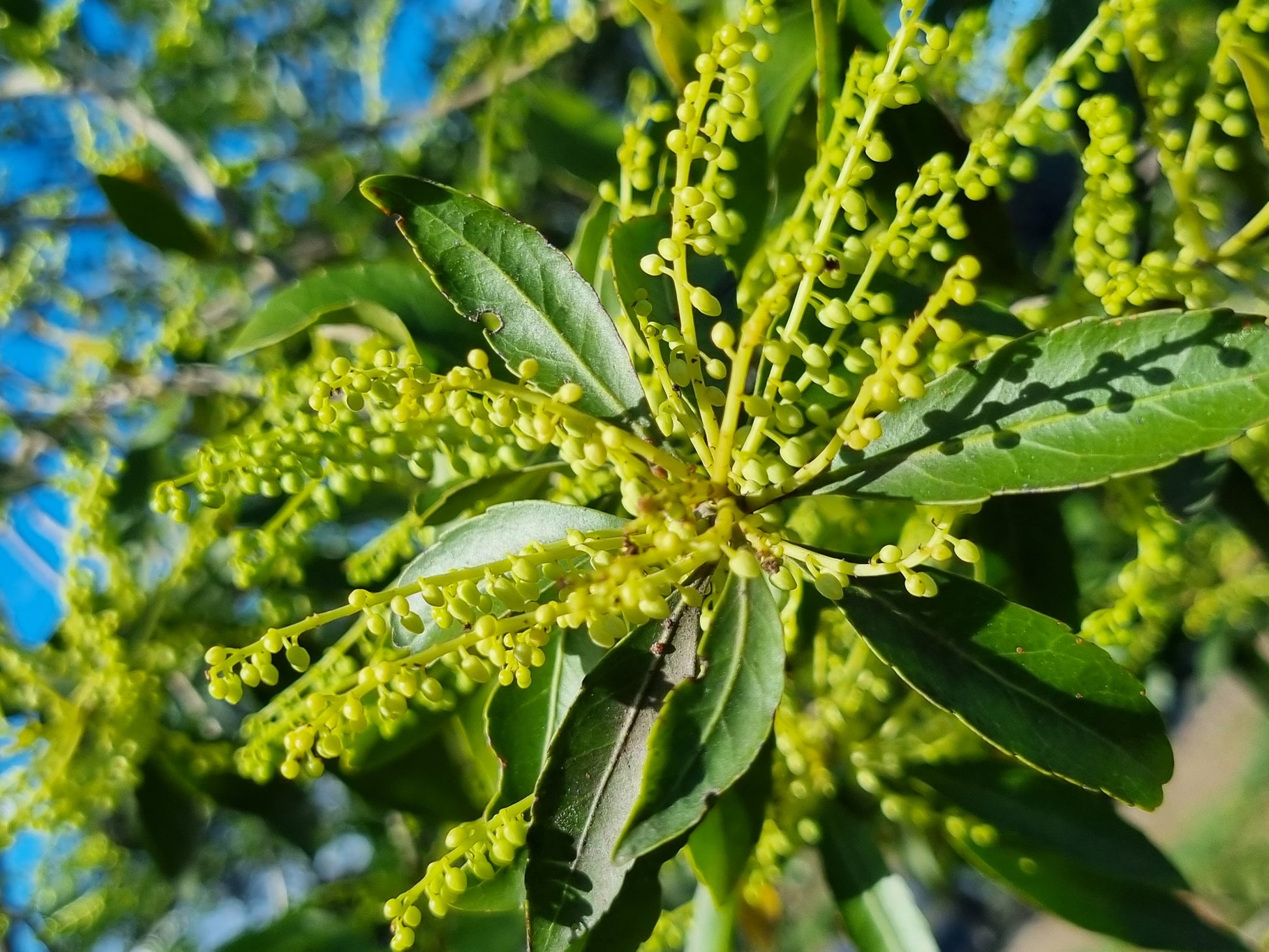 Hard Quandong flowers - Elaeocarpus obovatus flowers