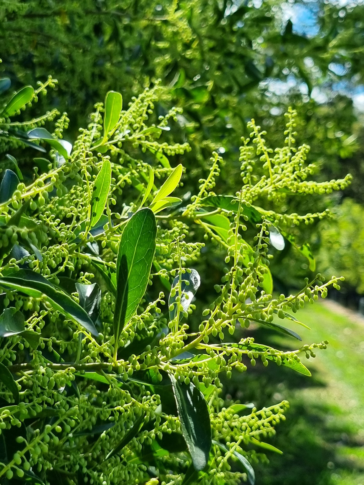 Hard Quandong flowers - Elaeocarpus obovatus flowers