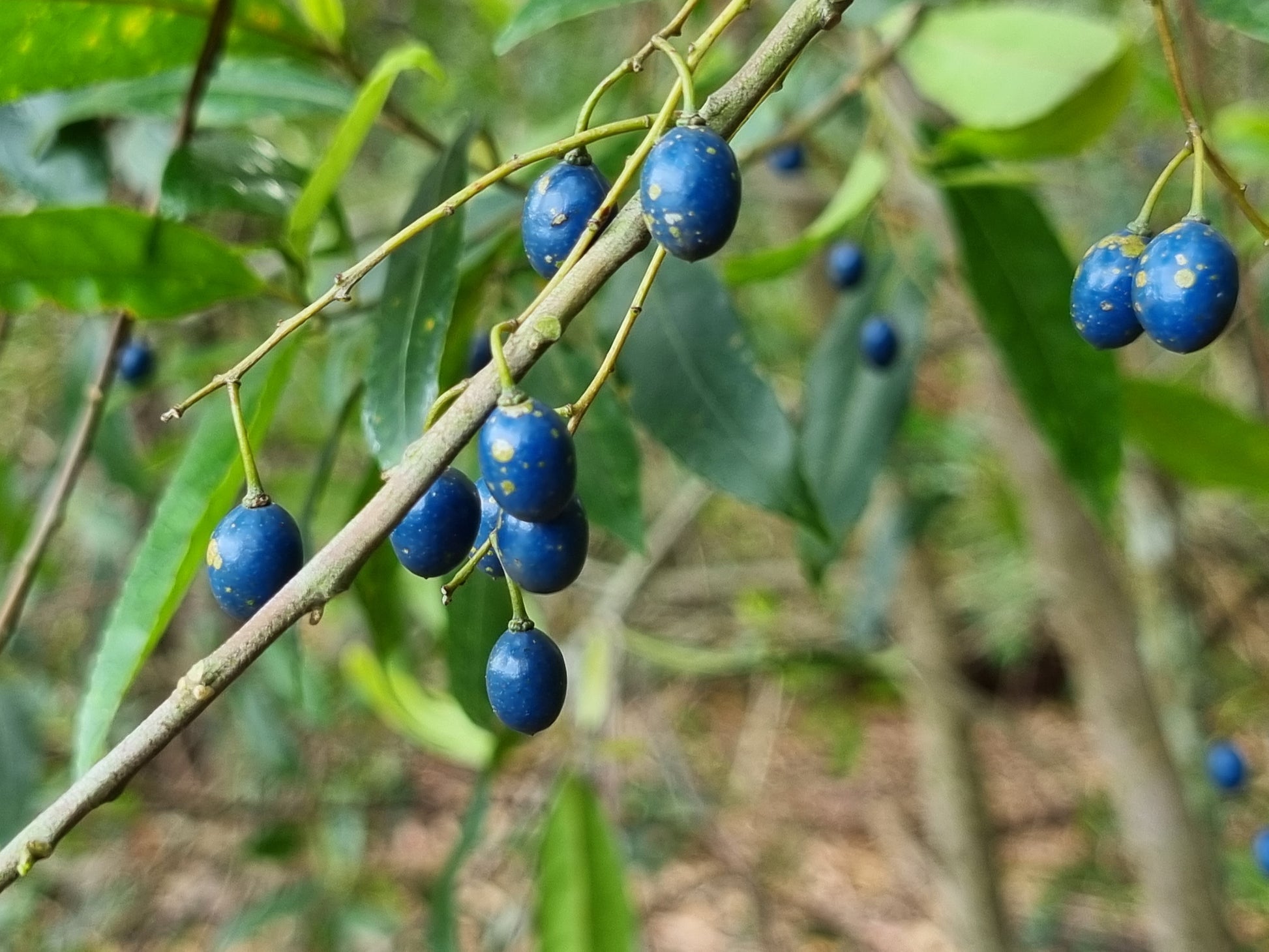 Hard Quandong fruit - Elaeocarpus obovatus fruit