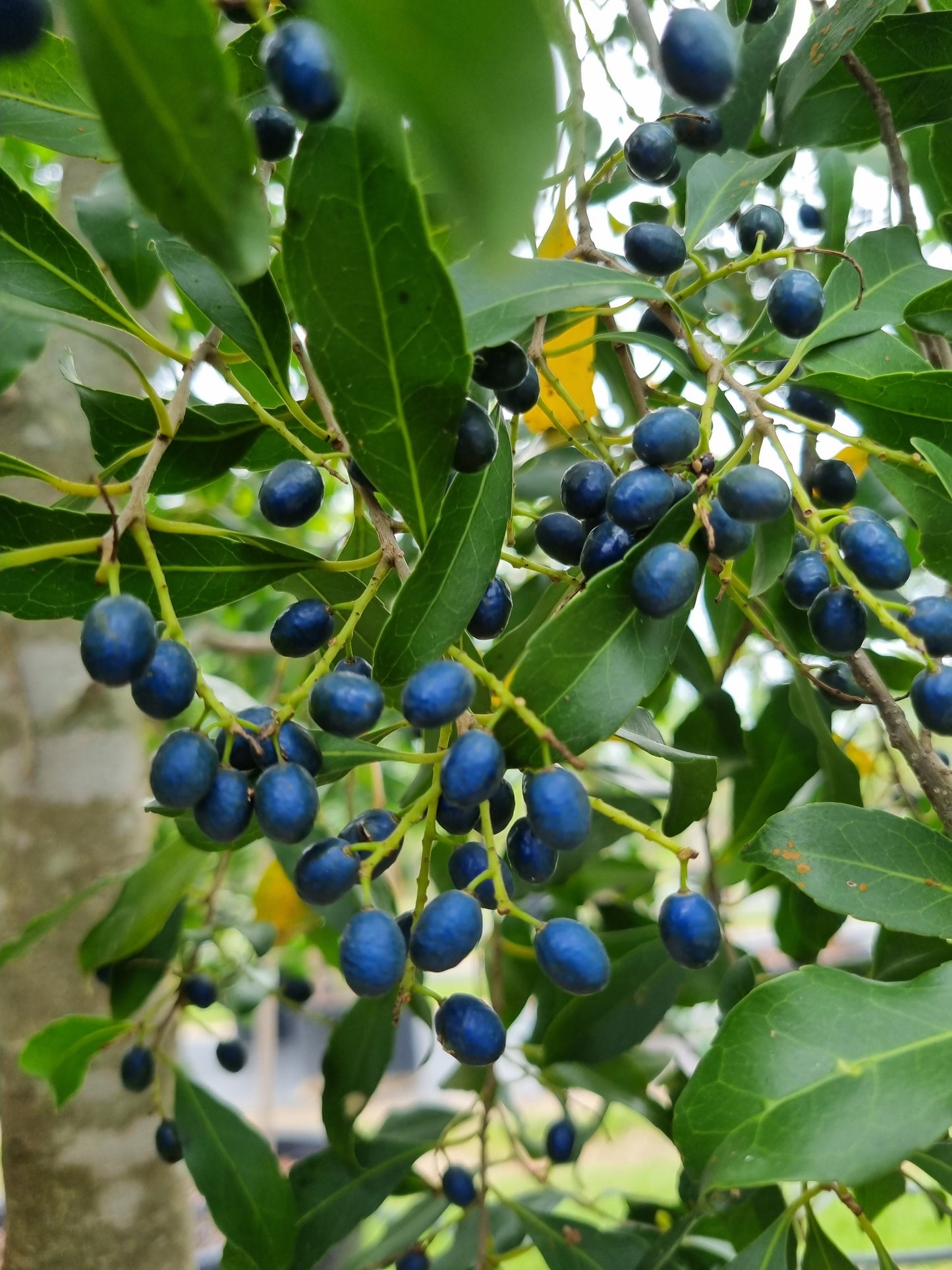 Hard Quandong fruit - Elaeocarpus obovatus fruit