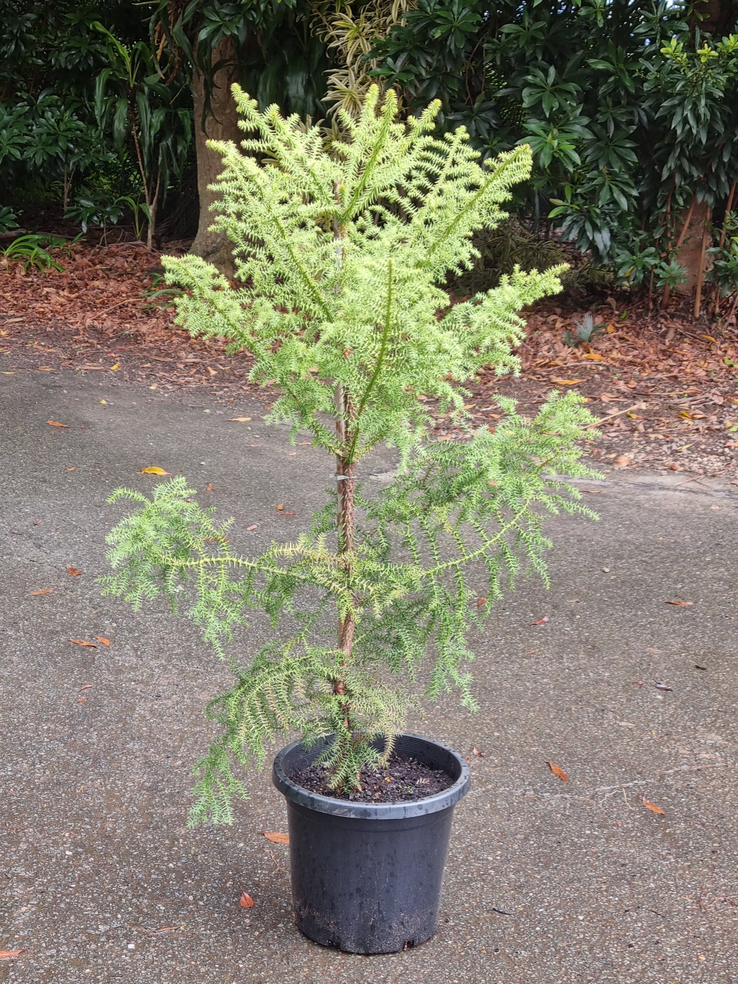 Hoop pine tree in a 300mm pot - Brisbane native tree