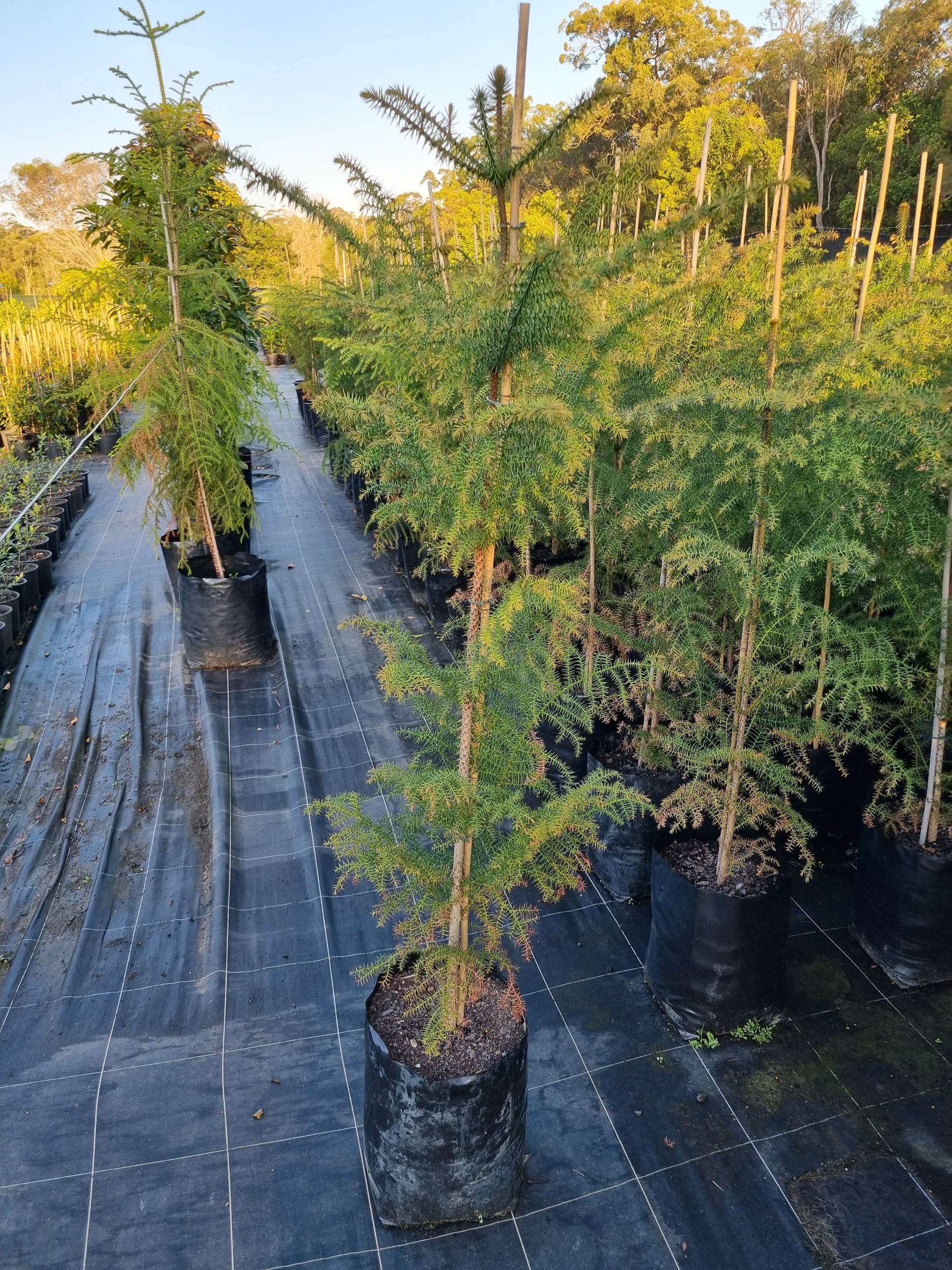 Hoop Pine - Araucaria cunninghamii - Delivertree
