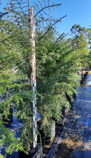 Hoop Pine - Araucaria cunninghamii - Delivertree