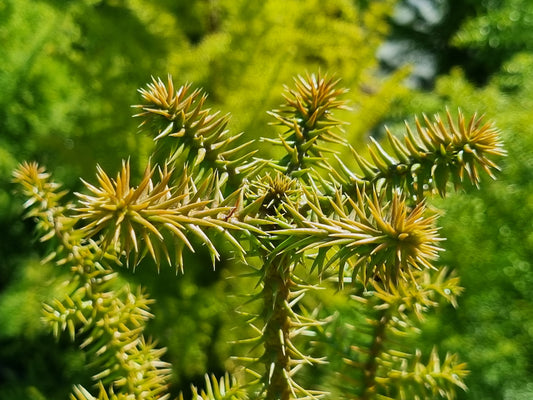 Hoop Pine - Araucaria cunninghamii - Delivertree