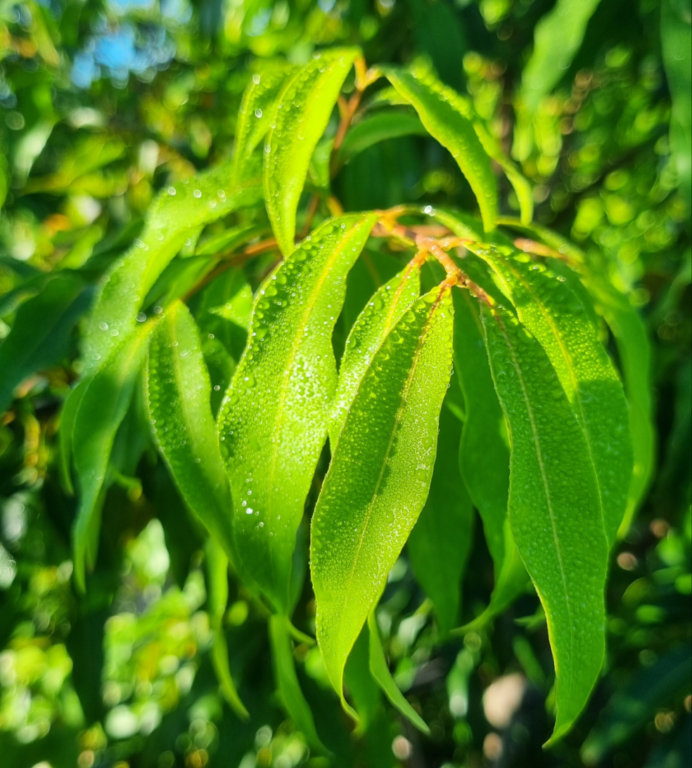 Weeping Lilly Pilly - Waterhousia floribunda