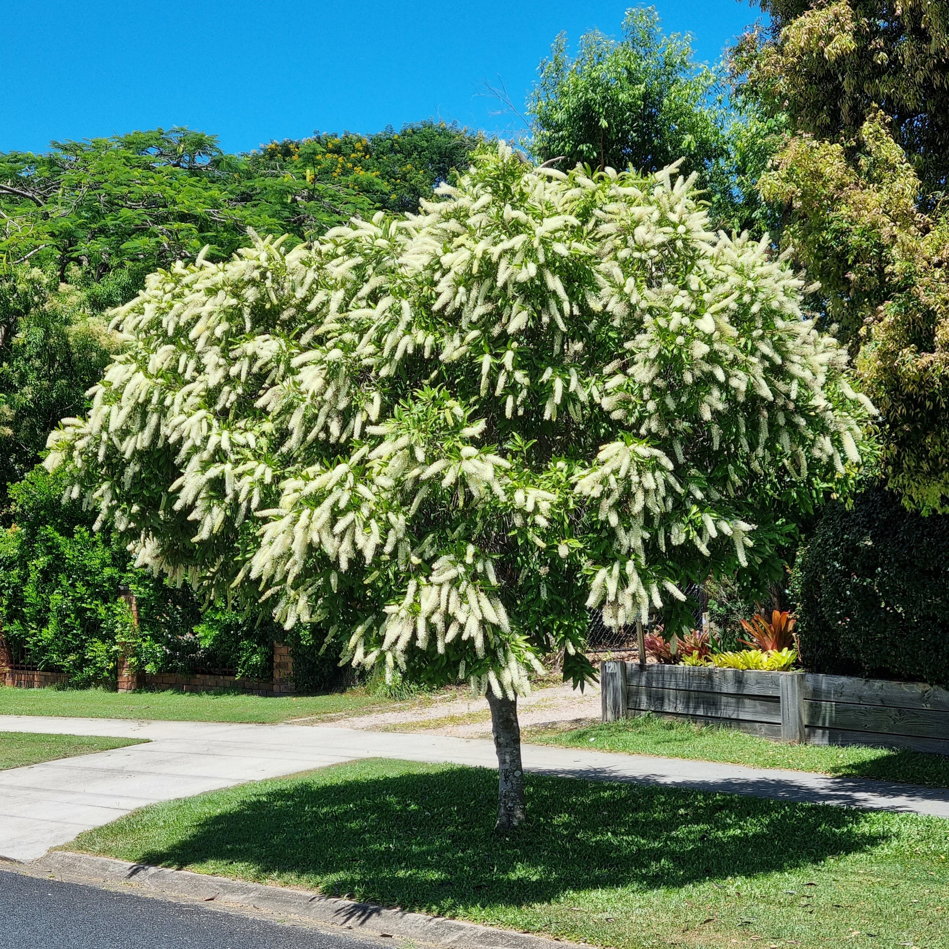 Ivory curl street tree flowering in burpengary - Brisbane