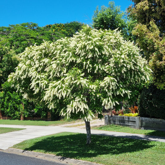 Ivory curl street tree flowering in burpengary - Brisbane
