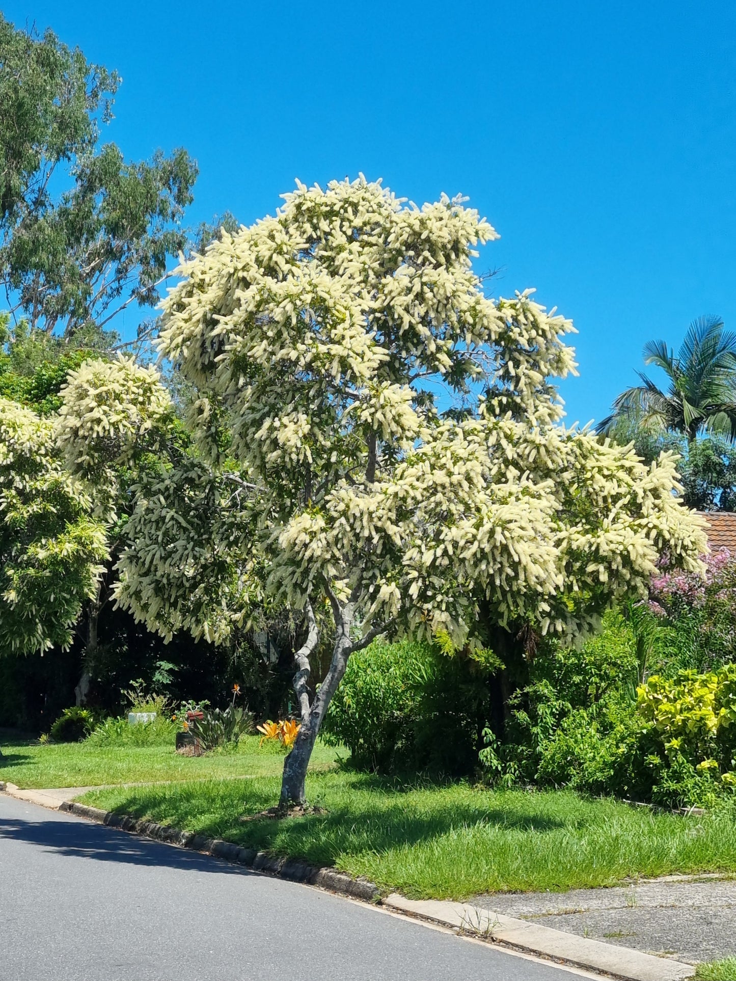 mature Ivory Curl tree in flower on the street