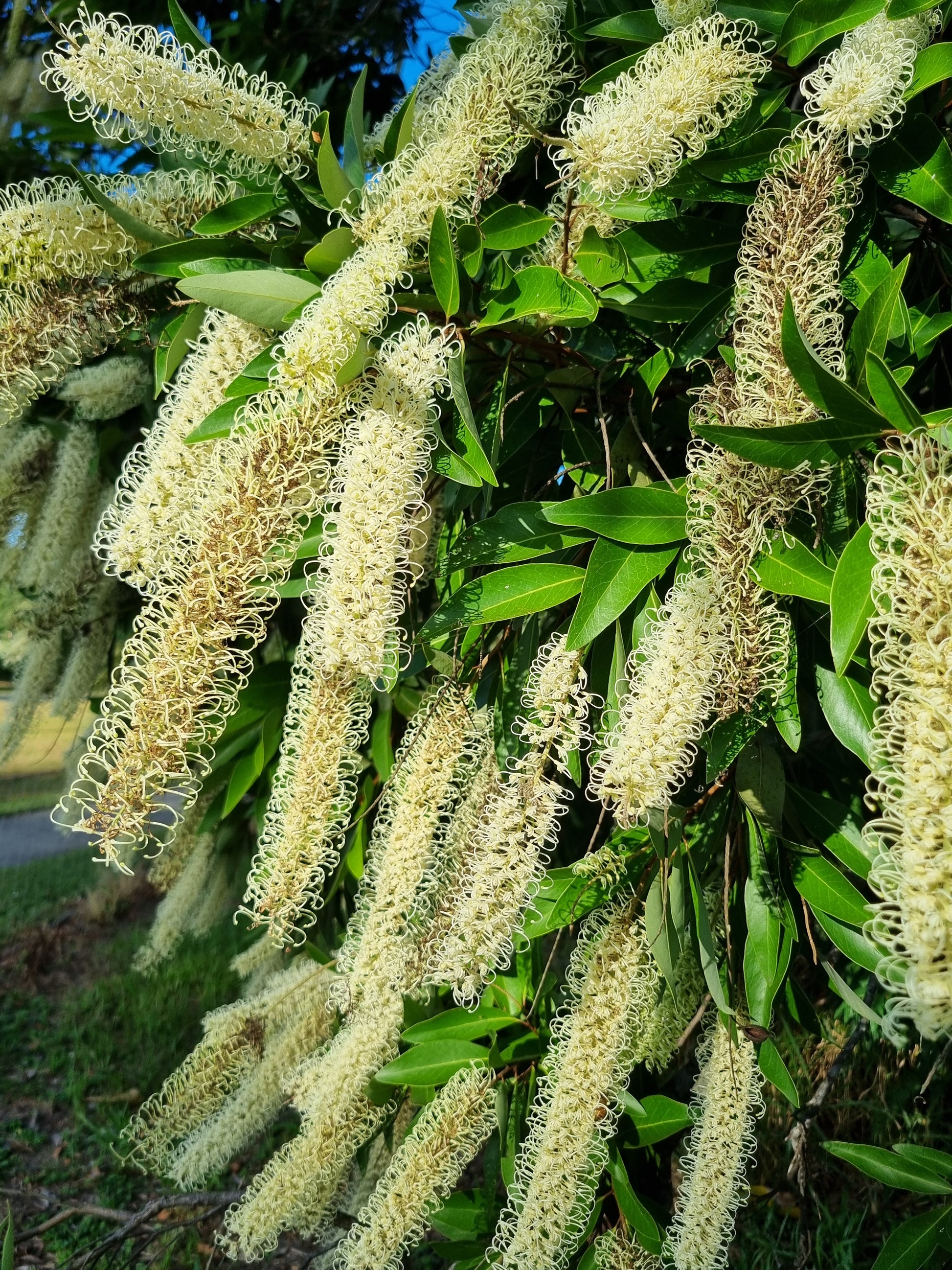 Masses of ivory curl flowers on an ornamental feature tree