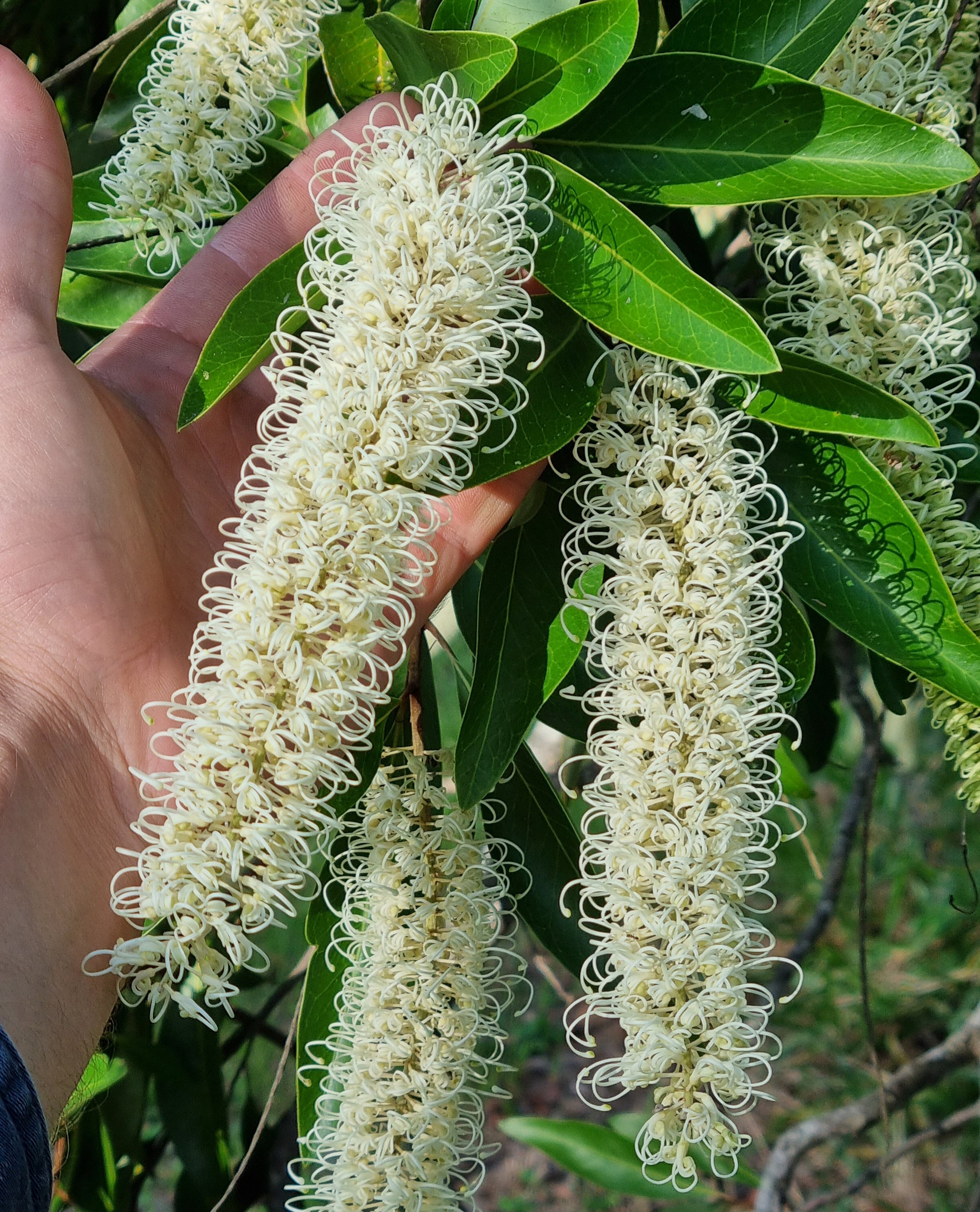Ivory curl flower size compared to a hand