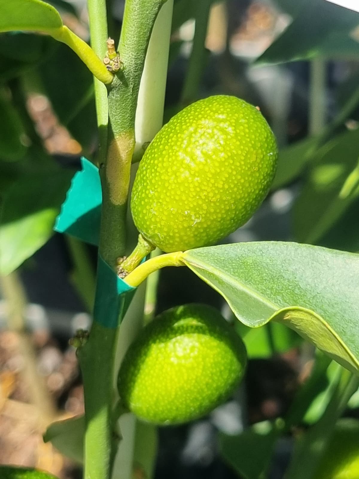 Kumquat Nagami fruit citrus best for brisbane