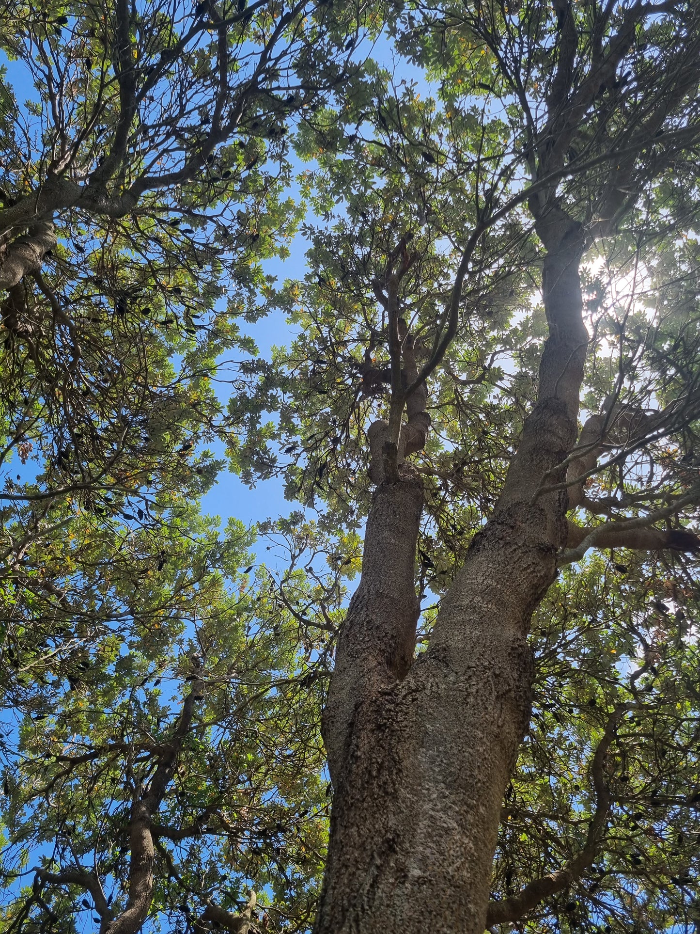 very old and big Coastal Banksia tree