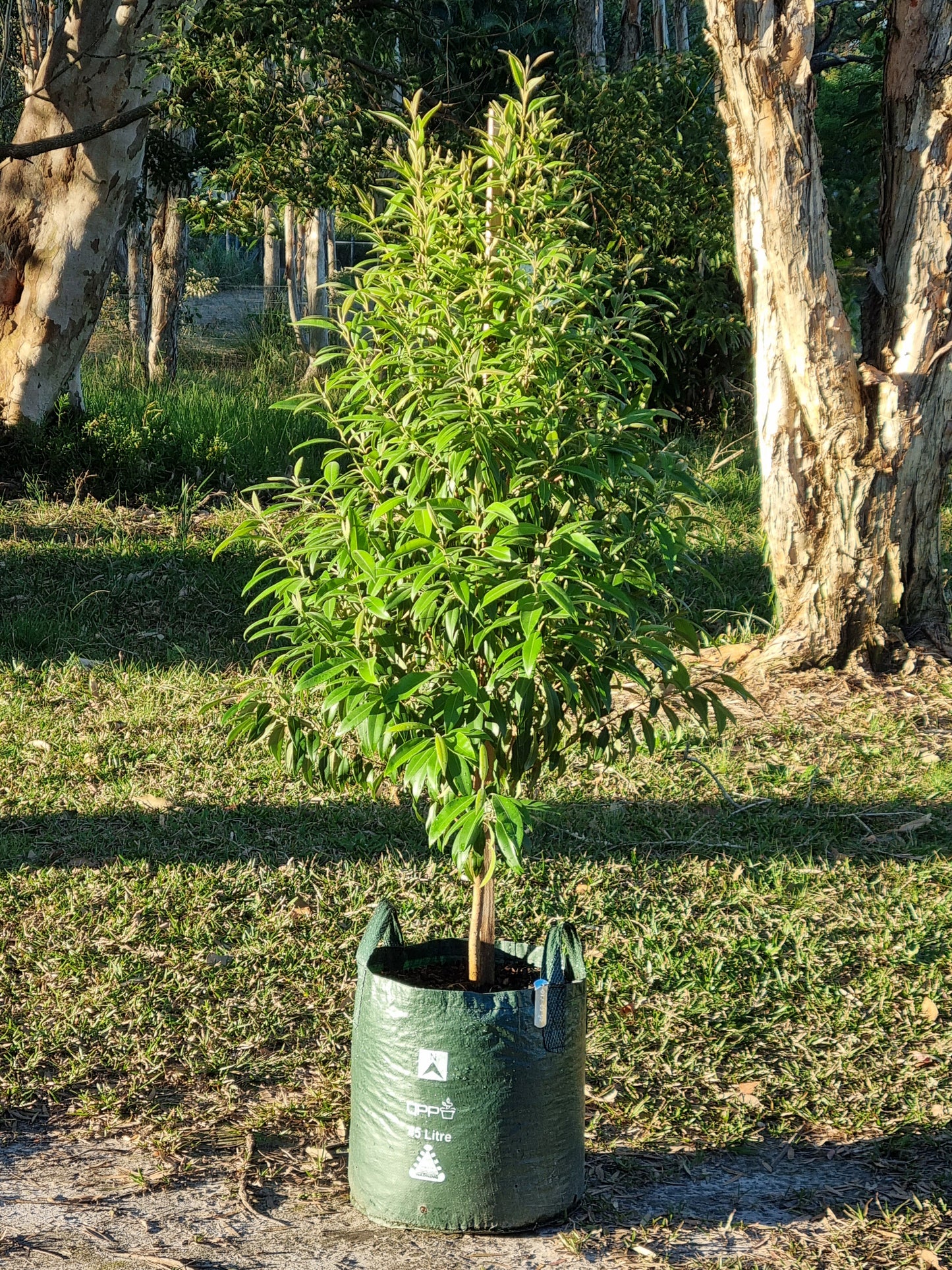 Lemon Myrtle - Backhousia citriodora