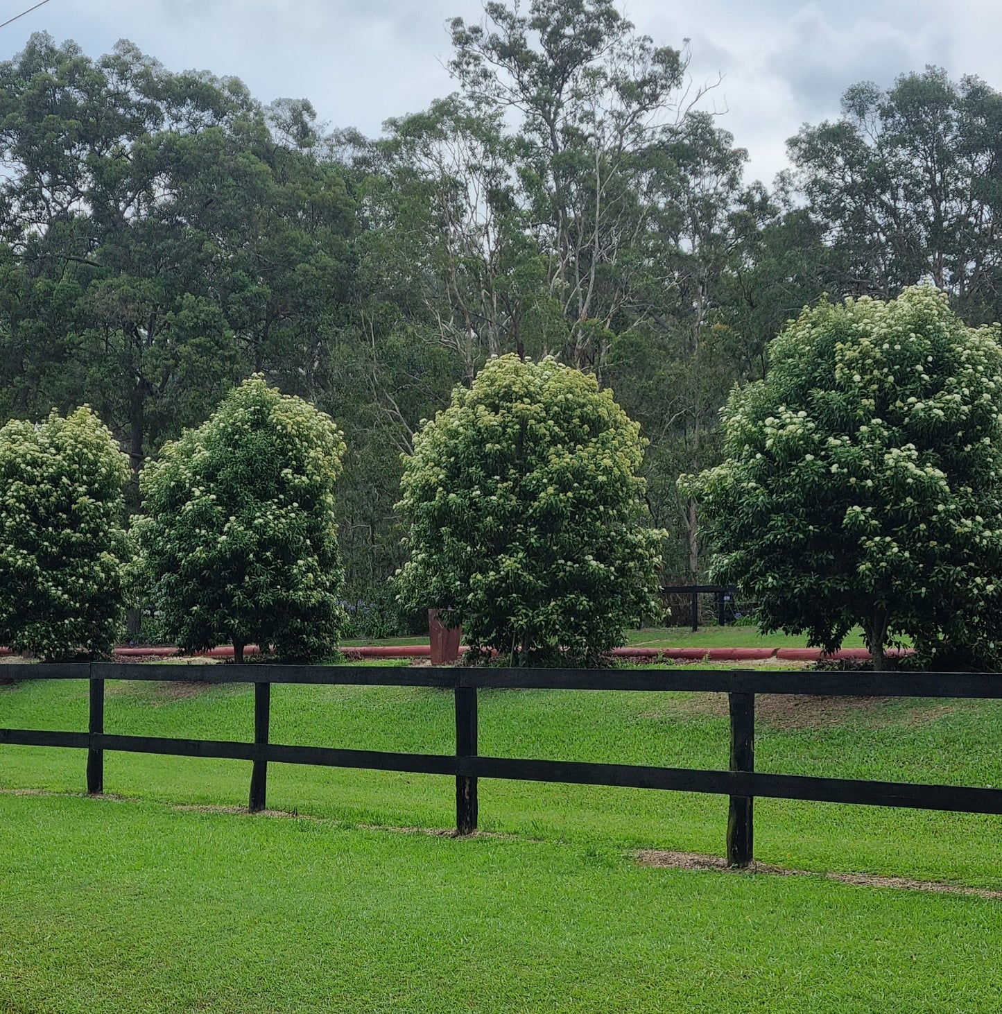 Lemon Myrtle - Backhousia citriodora
