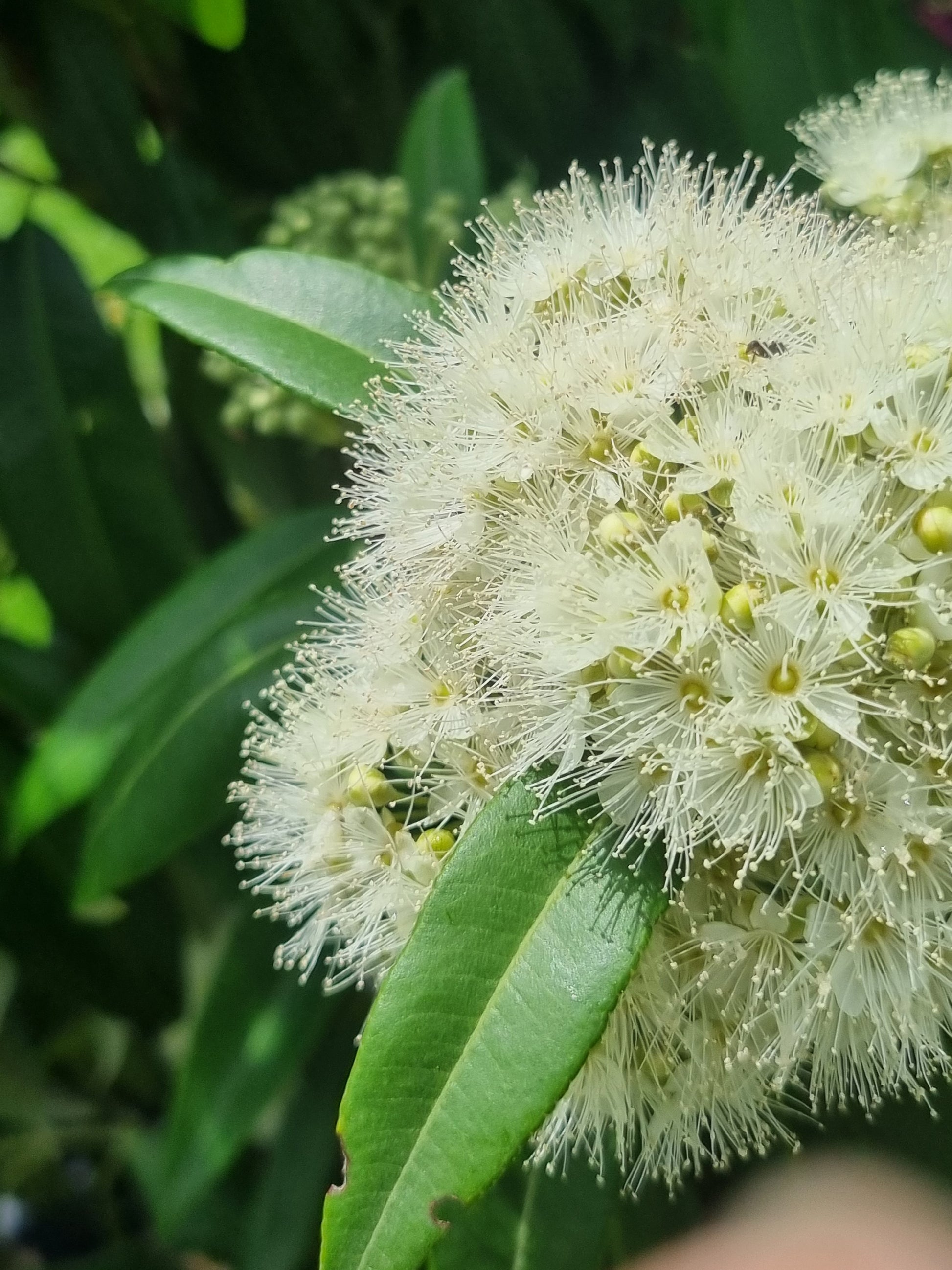Lemon Myrtle flowers - Backhousia citriodora flowers