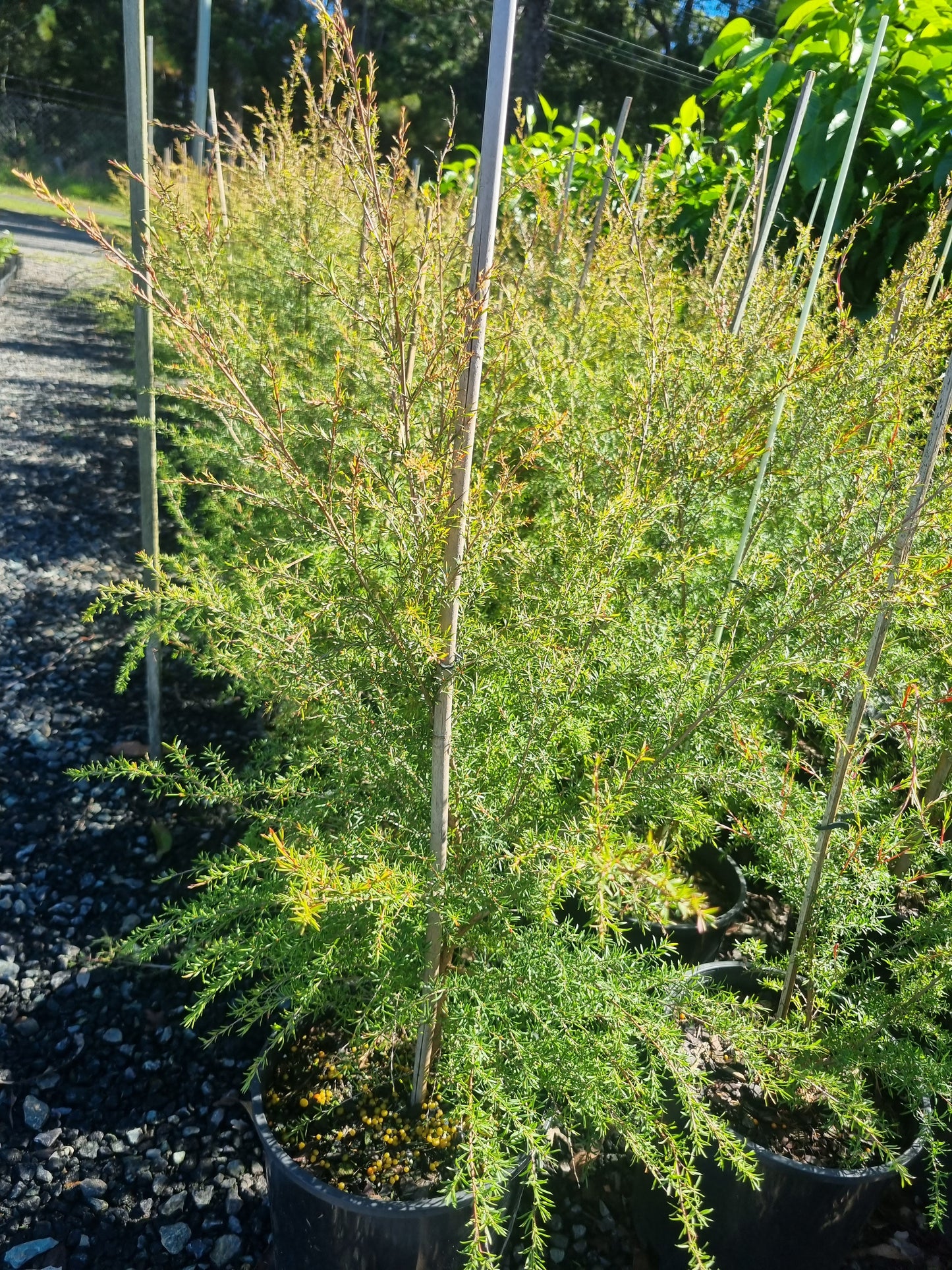 leptospermum cardwell in 200mm pots