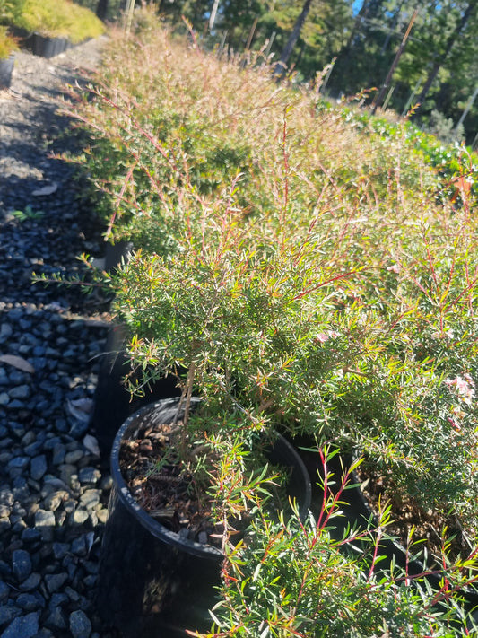 Leptospermum pink cascade in 200mm pots