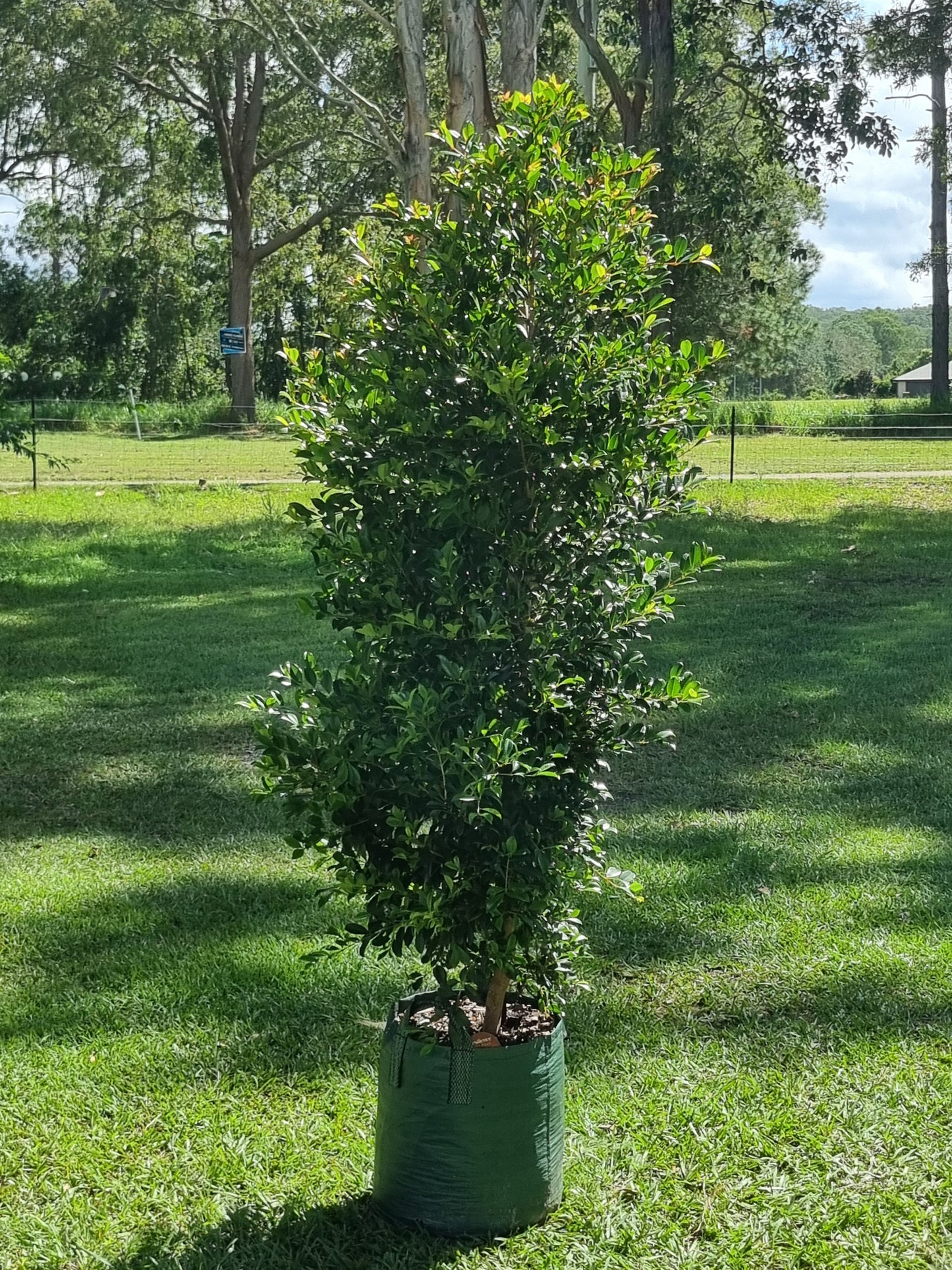 Mature lilly pilly resilience in a 45L pot for sale in Brisbane and Sunshine Coast
