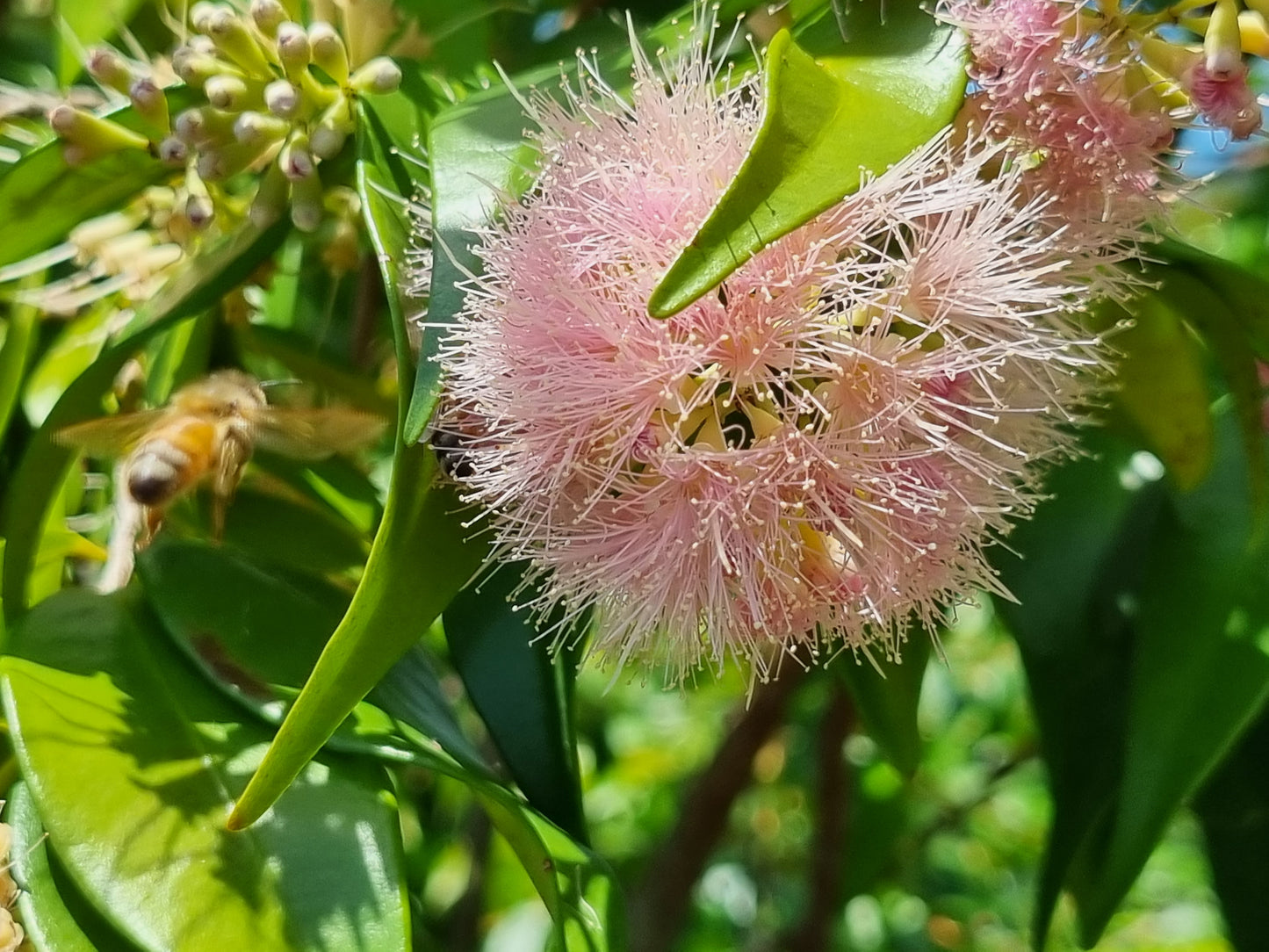 Lilly Pilly Cascade flower with a bee