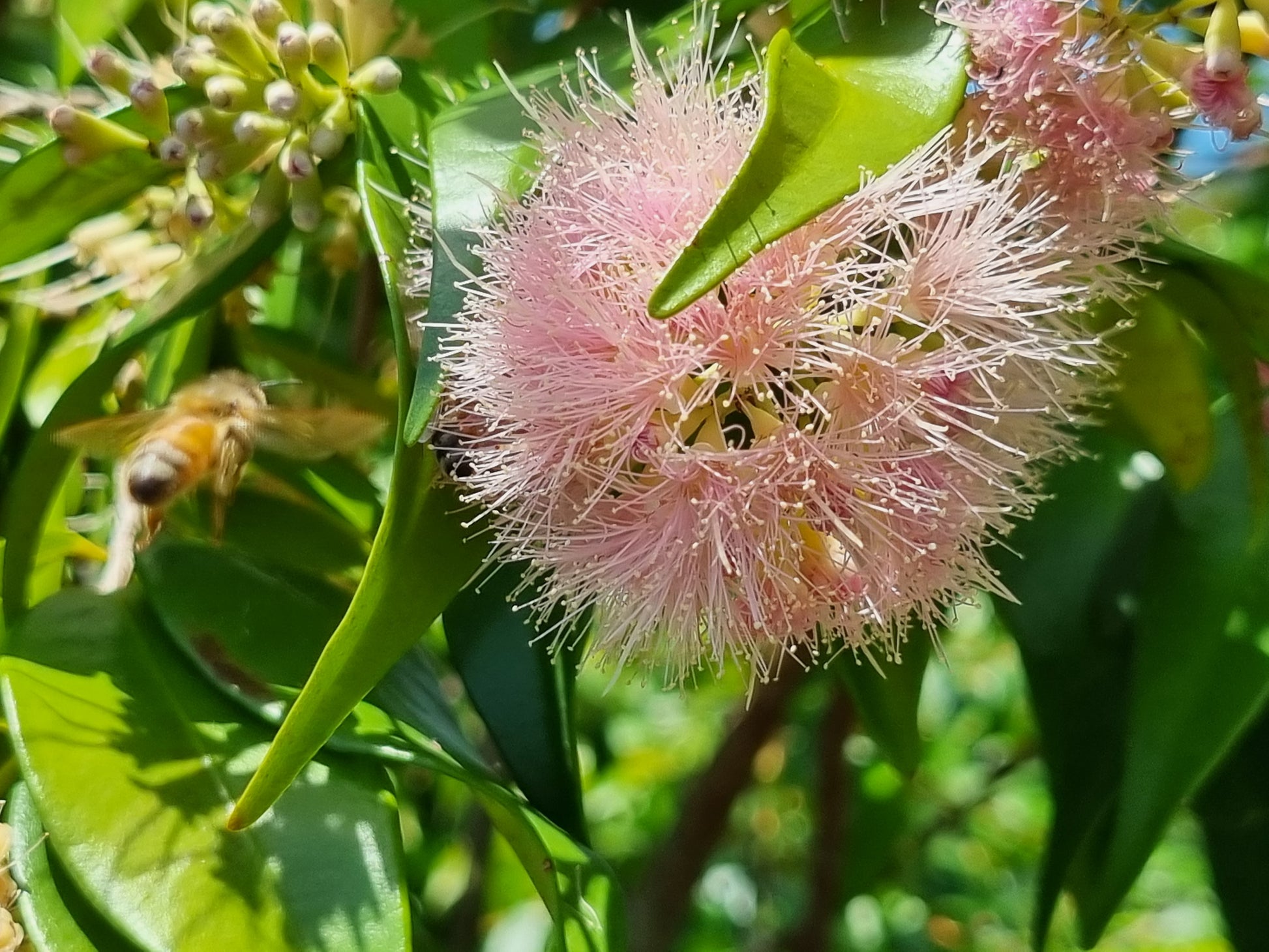 Lilly Pilly Cascade flower with a bee