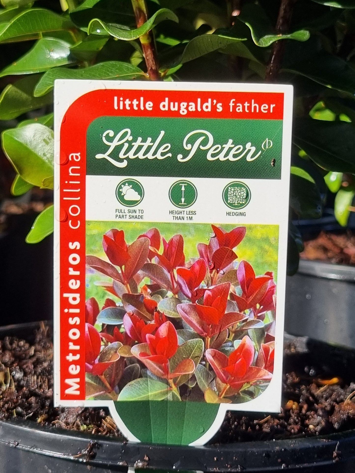 Metrosideros 'Little Peter'