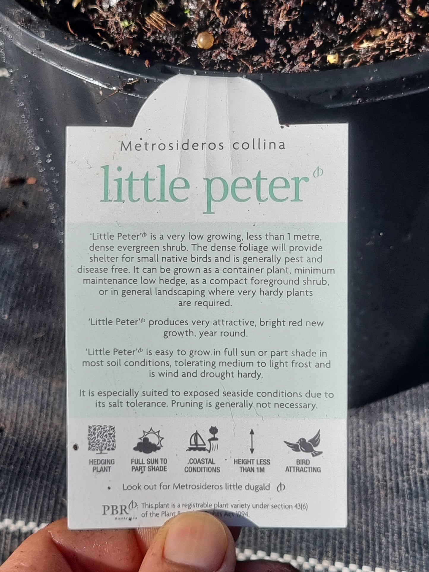 Metrosideros 'Little Peter'