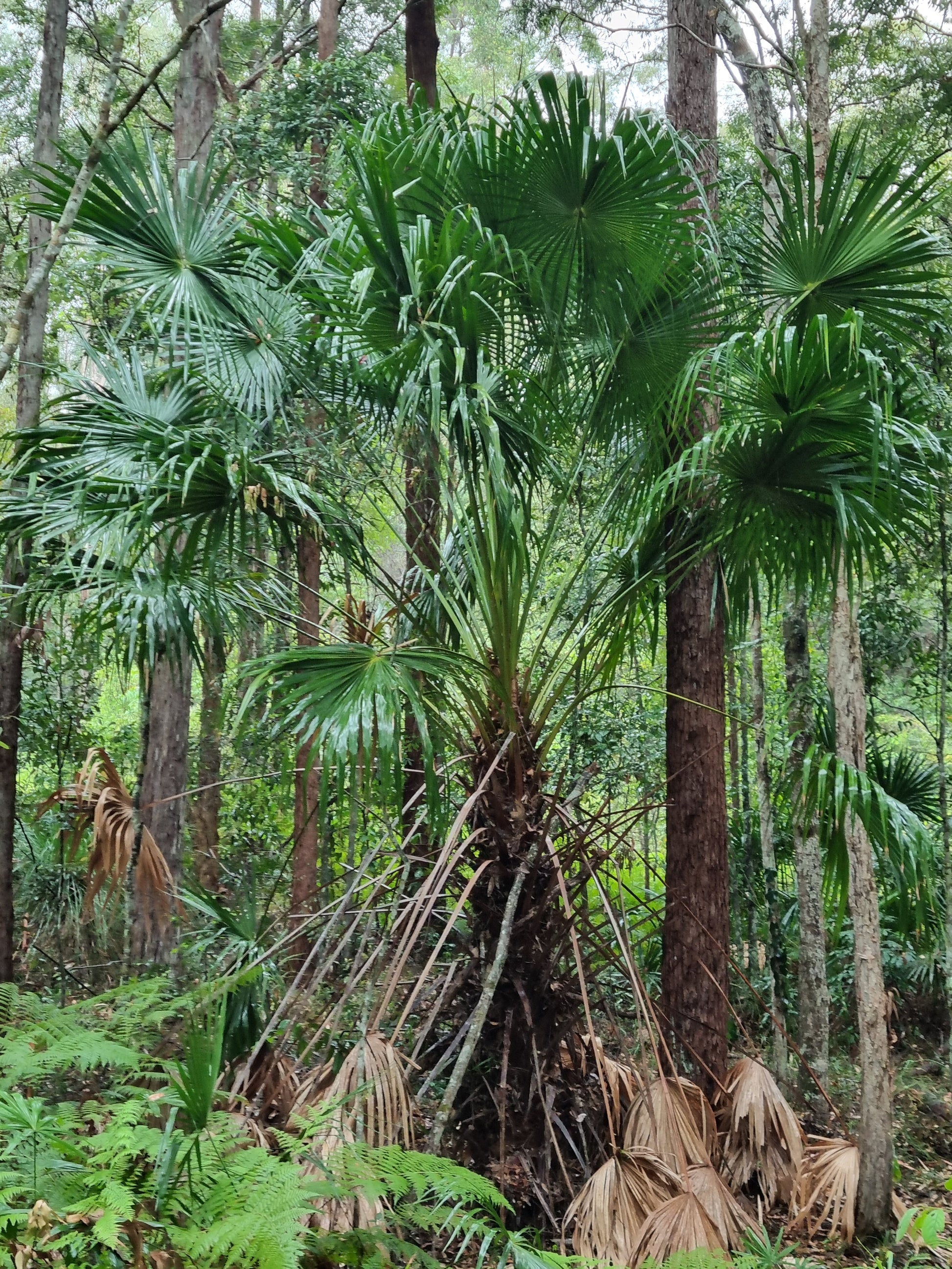 cabbage tree palm in bushland