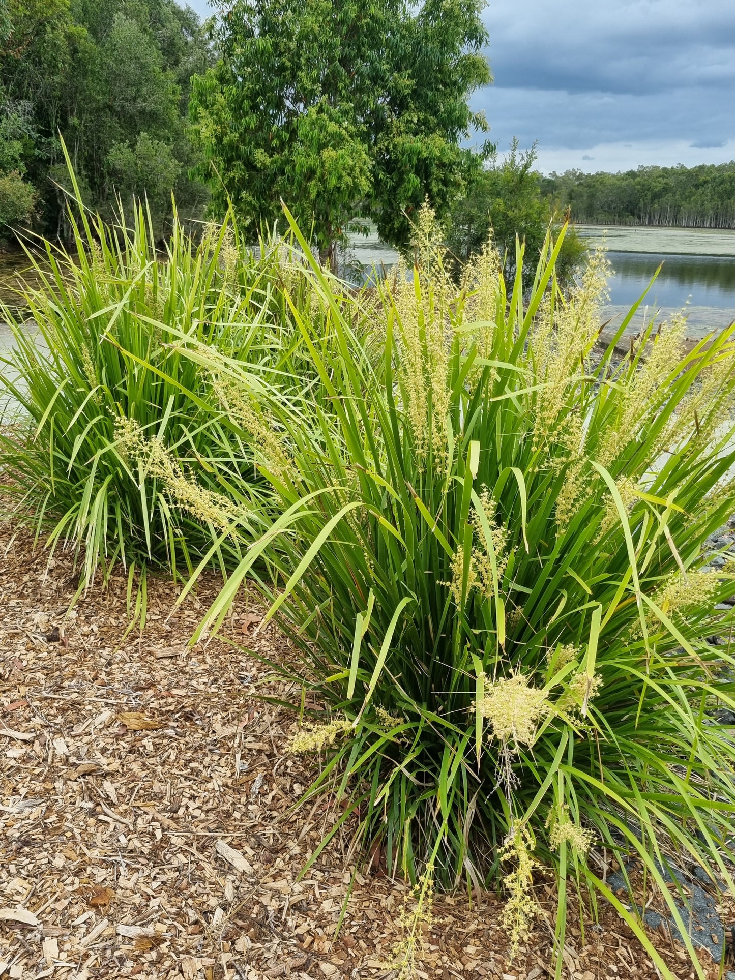 mat rush lomandra in a park