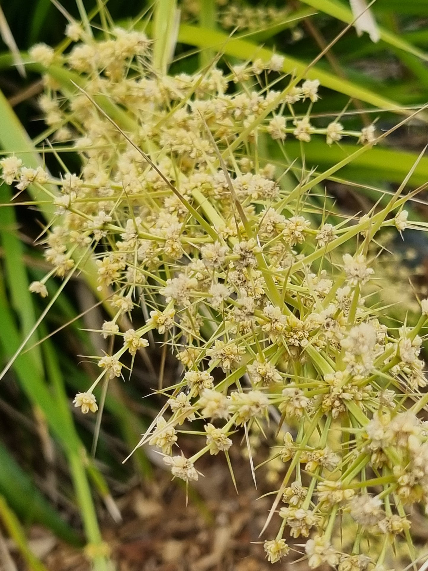lomandra longifolia flowers mat rush