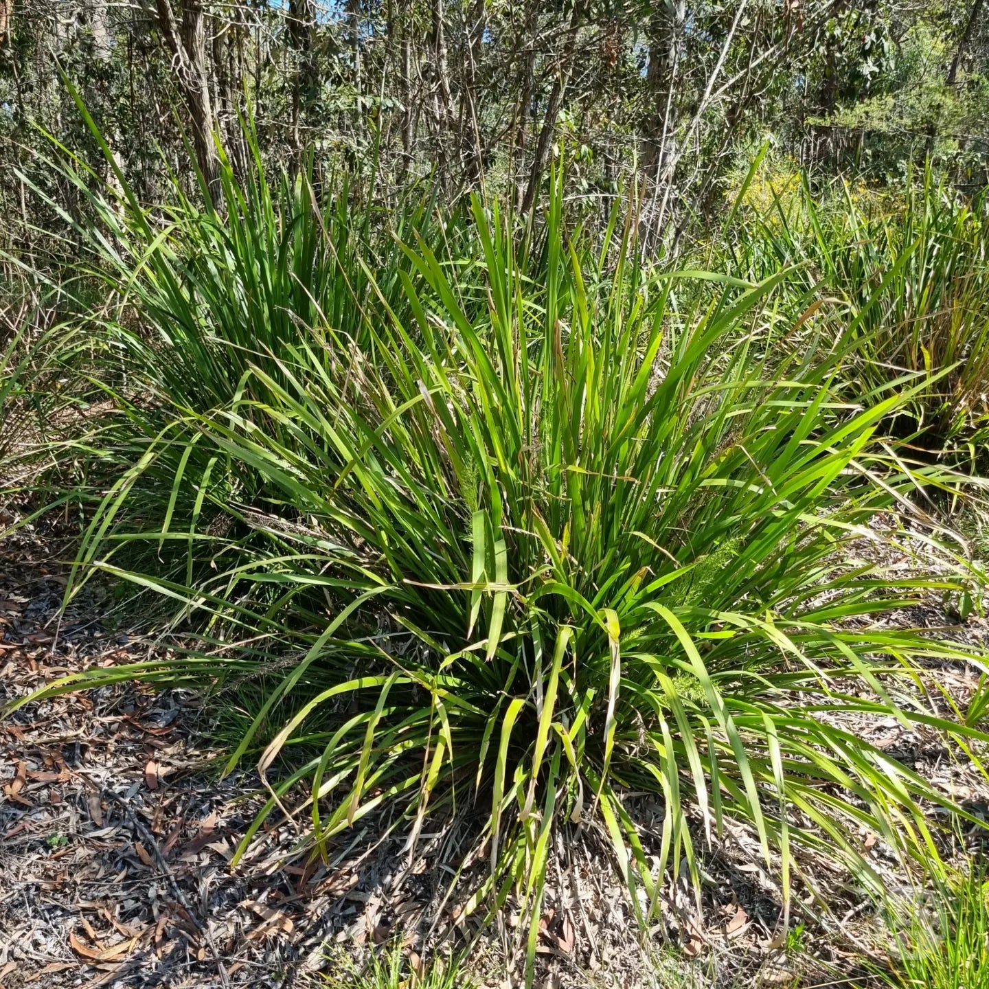 lomandra grass in the wild