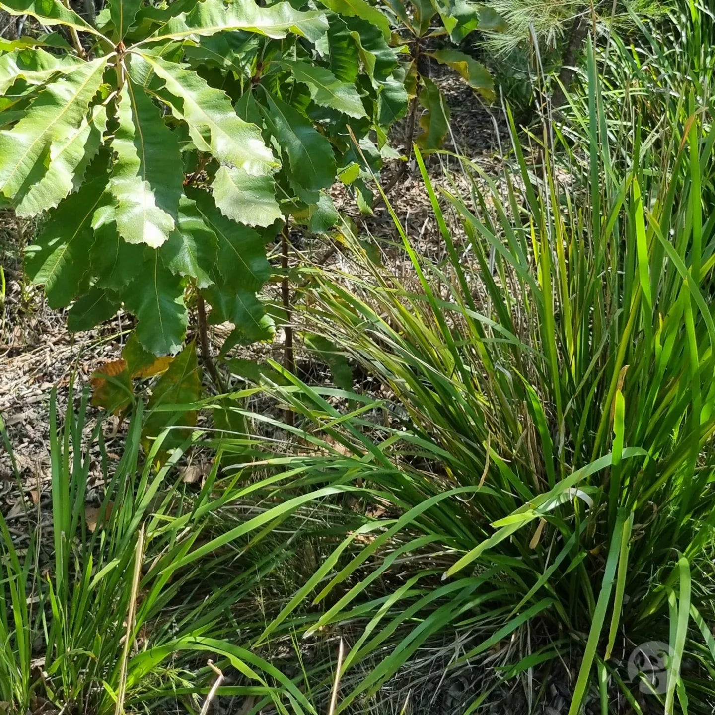 lomandra mat rush in the bush next to a swamp banksia