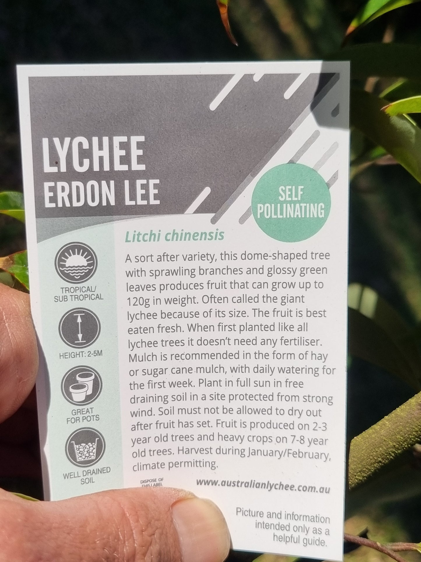 Card with information about Lychee Erdon Lee plant on a blurred natural background