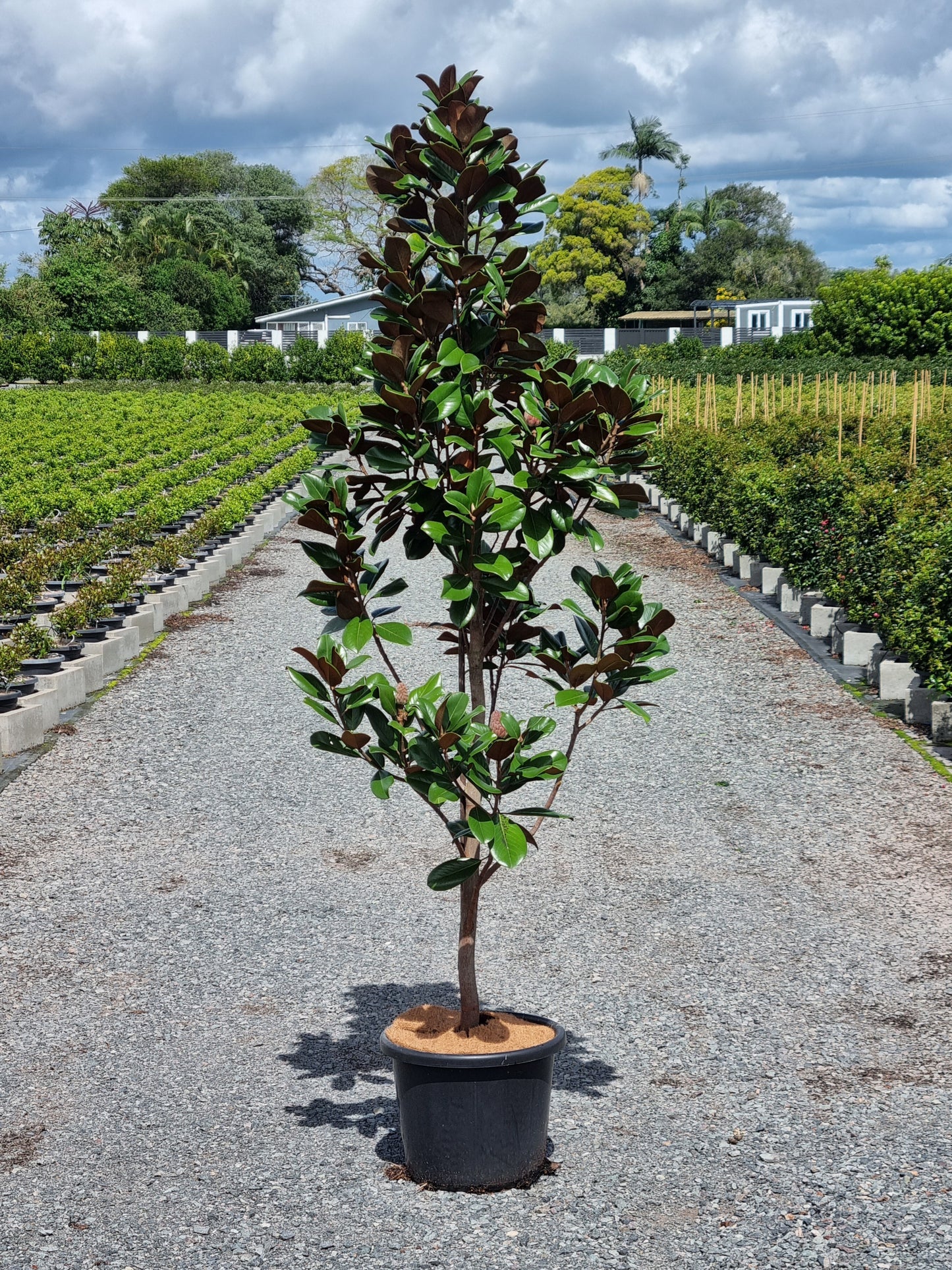 Magnolia 'Teddy Bear'
