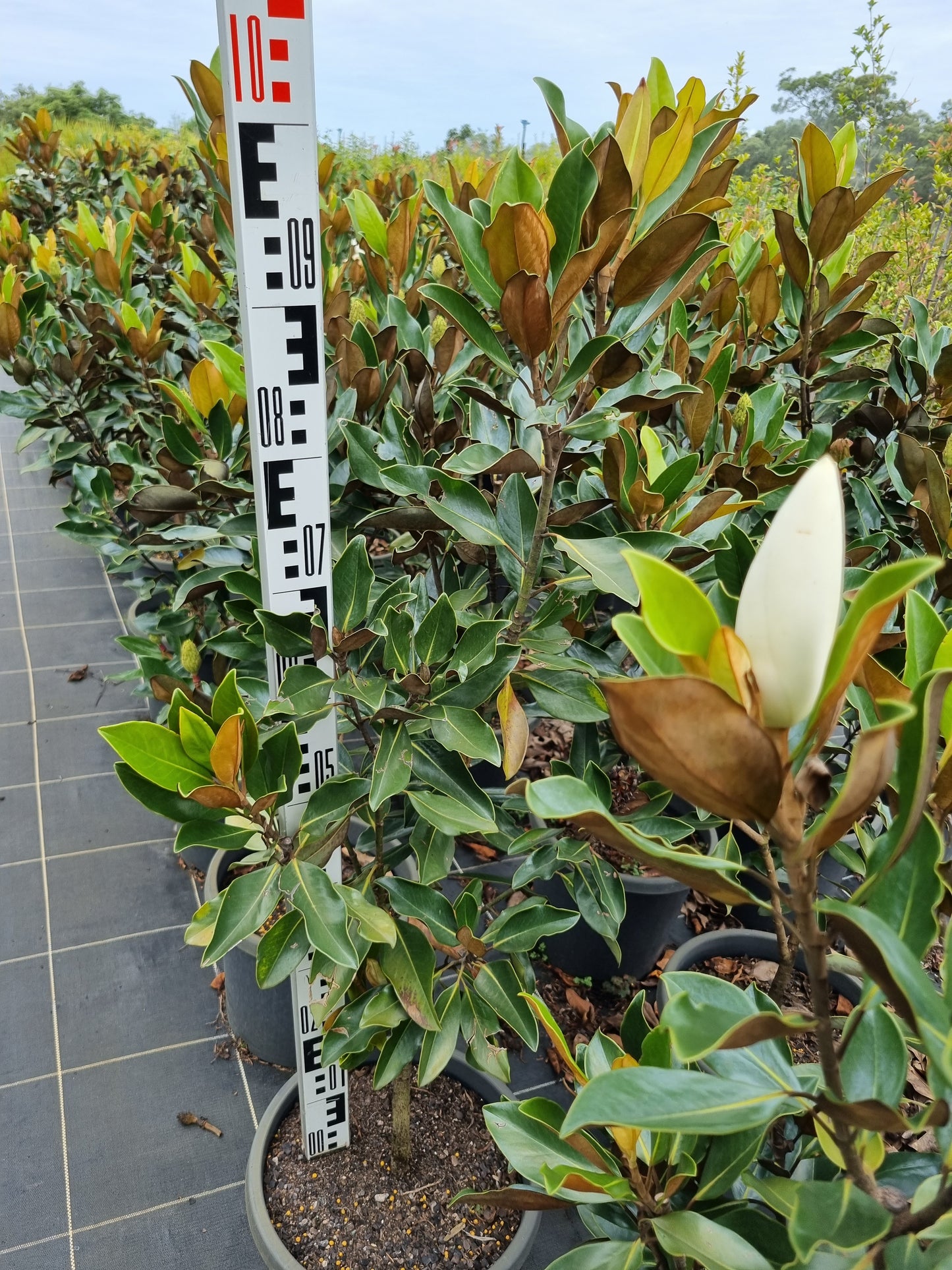 Magnolia Little gem 300mm pot