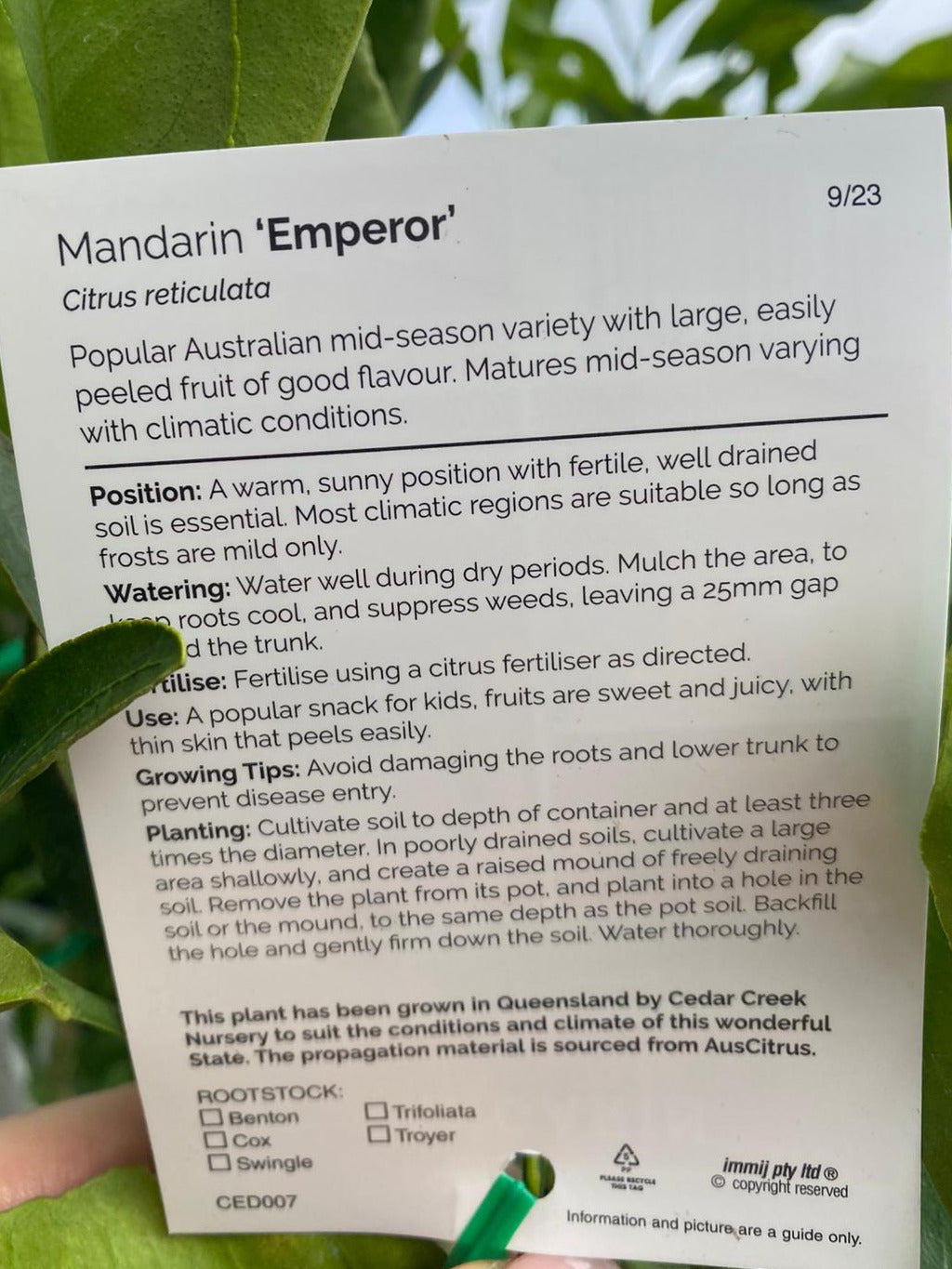 Mandarin Emperor mid-season with large and sweet fruit